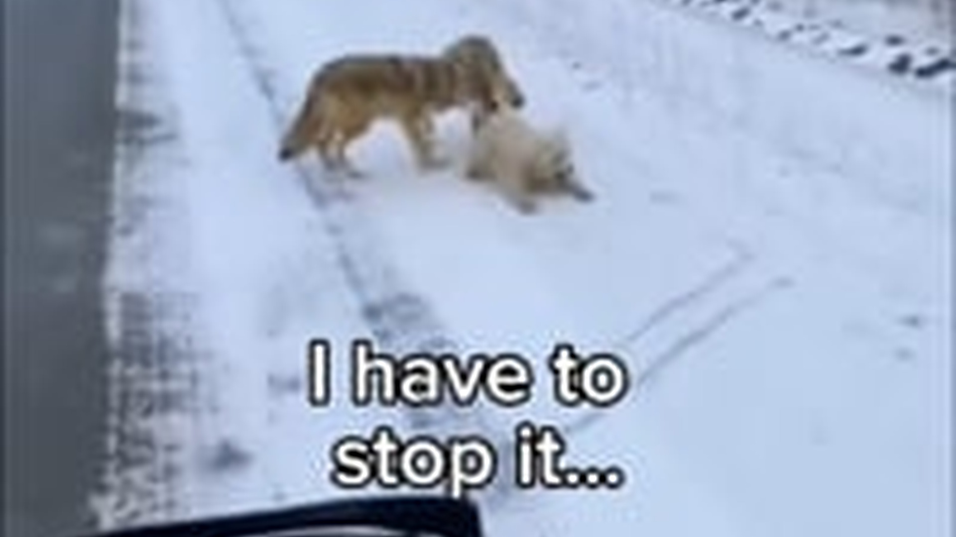 N0704018_What Began As A Normal Ride Quickly Turned Into A Heart Stopping Rescue Moment #animalrescue #saveanimals