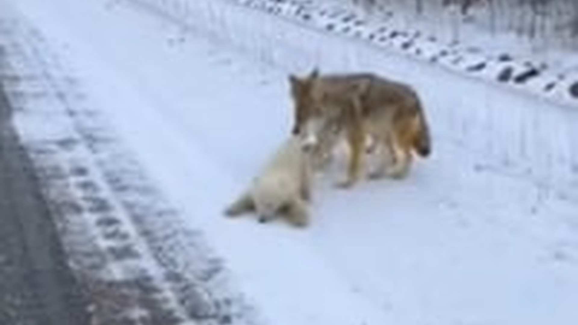 N0704020_I was riding my motorcycle when I saw a helpless injured animal begging for survival #animalrescue #helpanimals