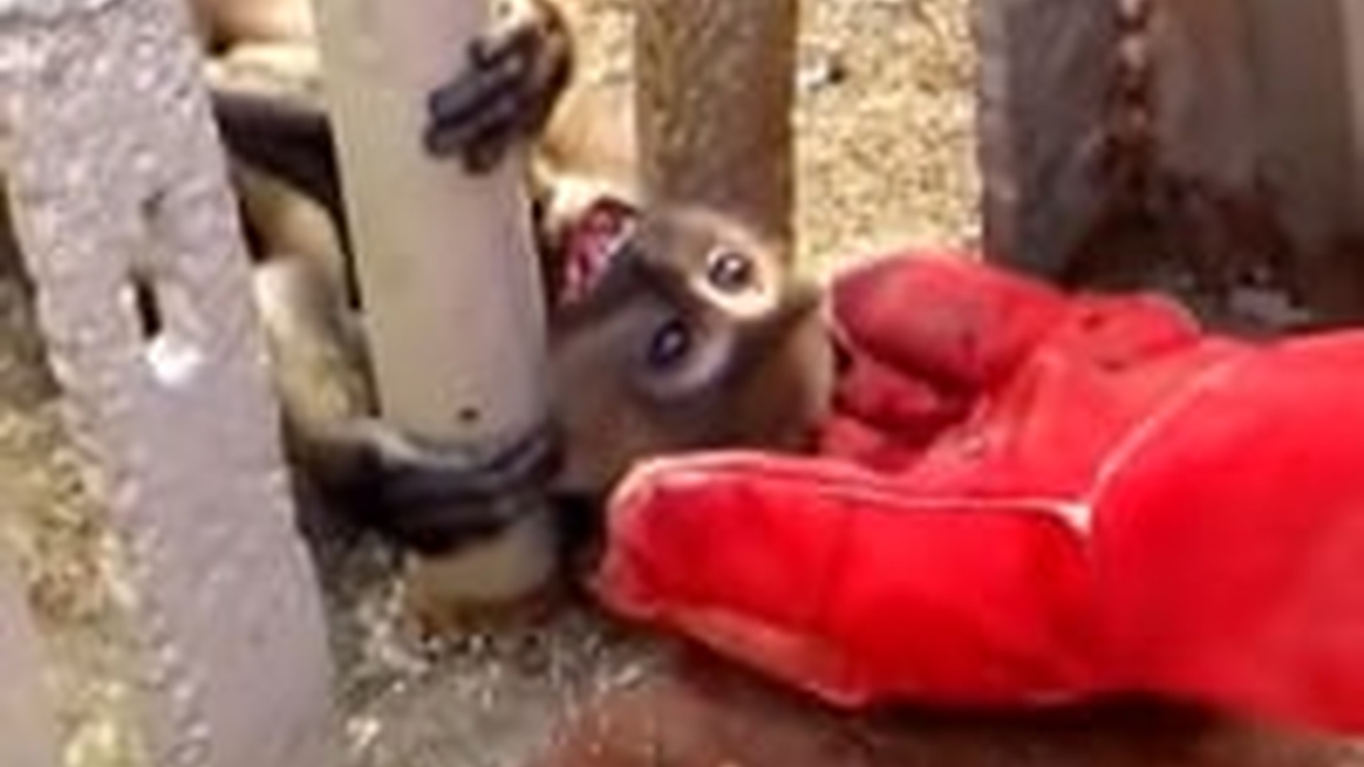 N0704029_Tragic Rescue Of A Baby Monkey Revealed A Fragile Life Fighting To Survive #rescuemonkey #animalrescue