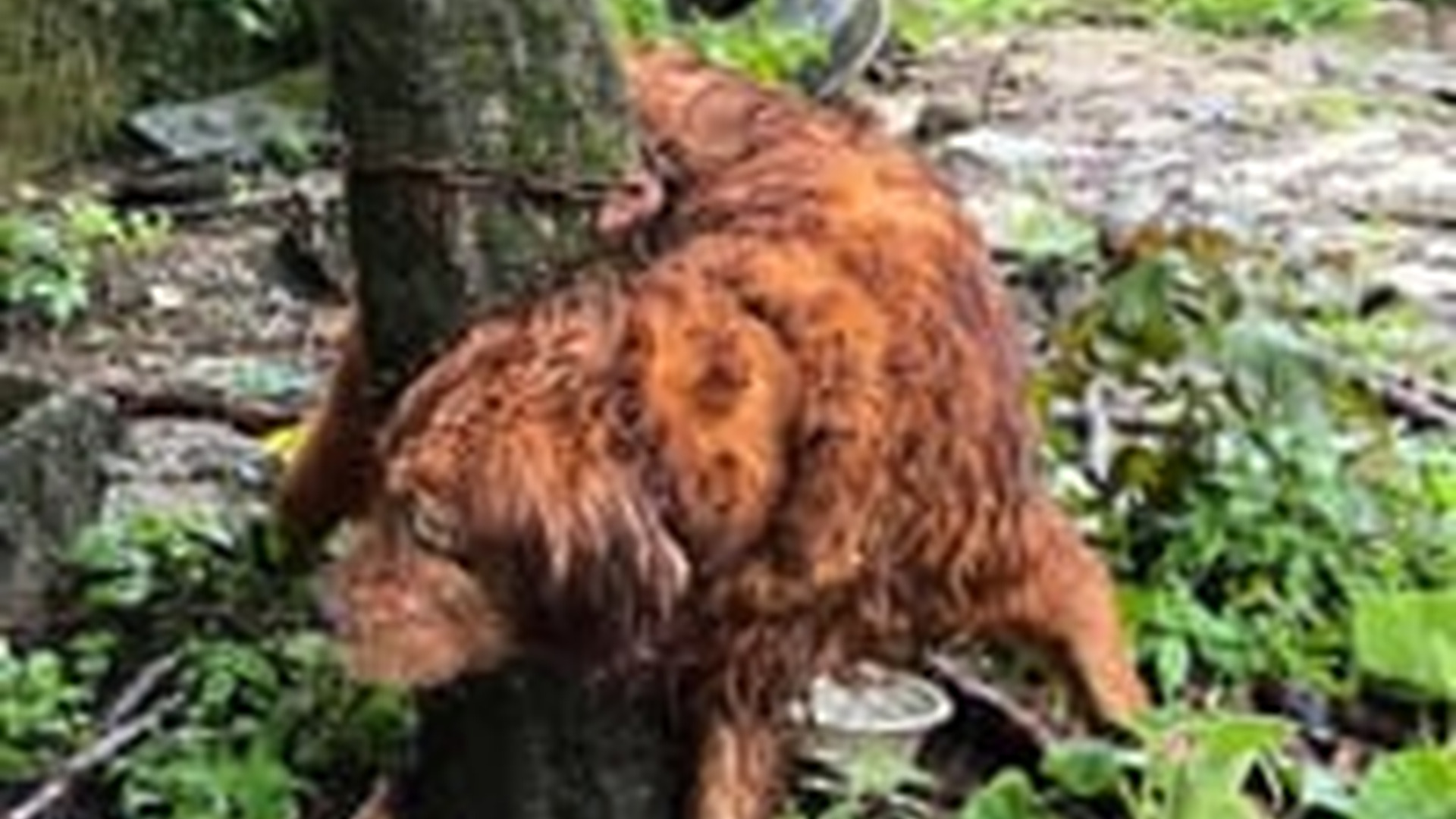 N0704041_Chained in the rain this golden dog suffered in silence until someone finally saved him #dogrescue #saveanimals