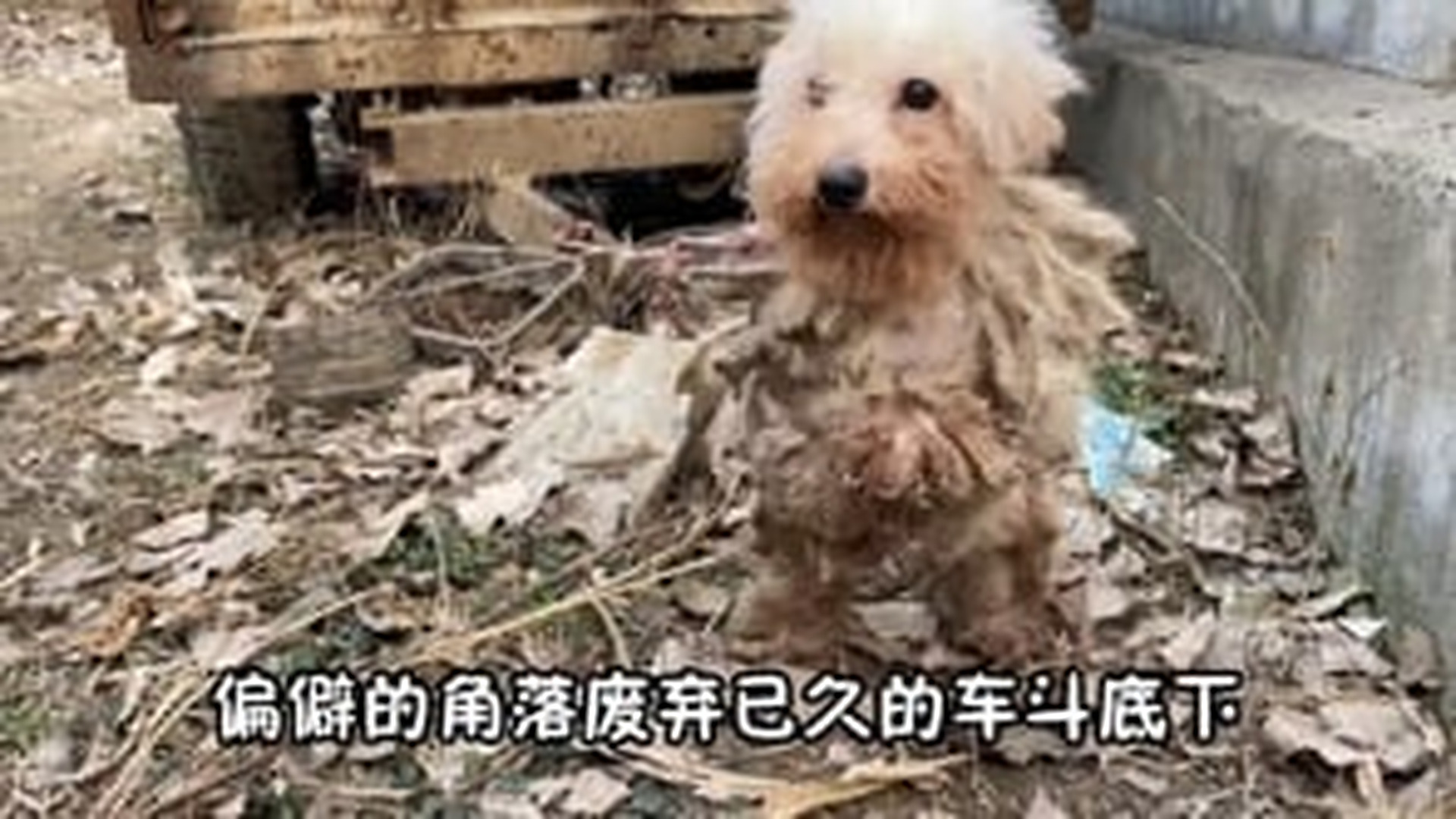 N0704043_A dog abused for so long tied under a truck surviving on dirty water begging for help #animalrescue #stopabuse