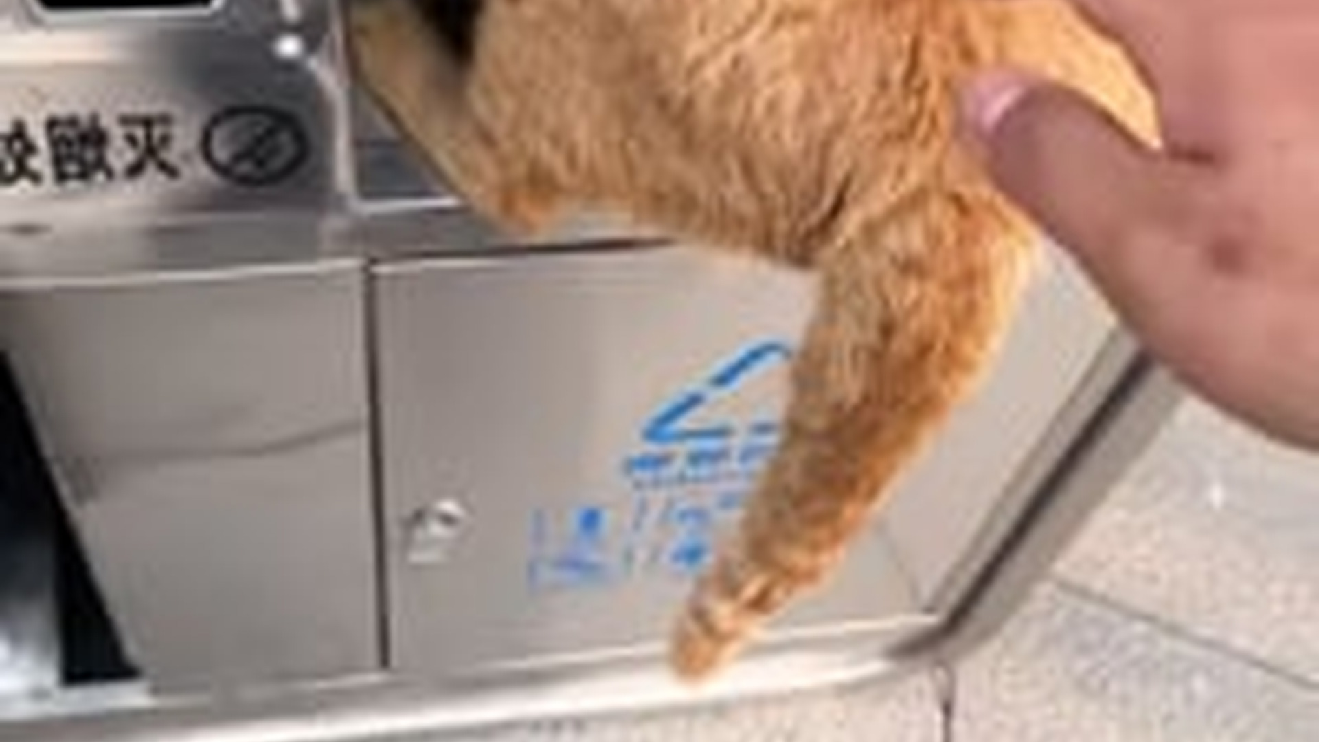 N0704004_Stray Cat Searching Through Trash For Food Was Finally Rescued By Kind People #rescuedcat #animalrescue