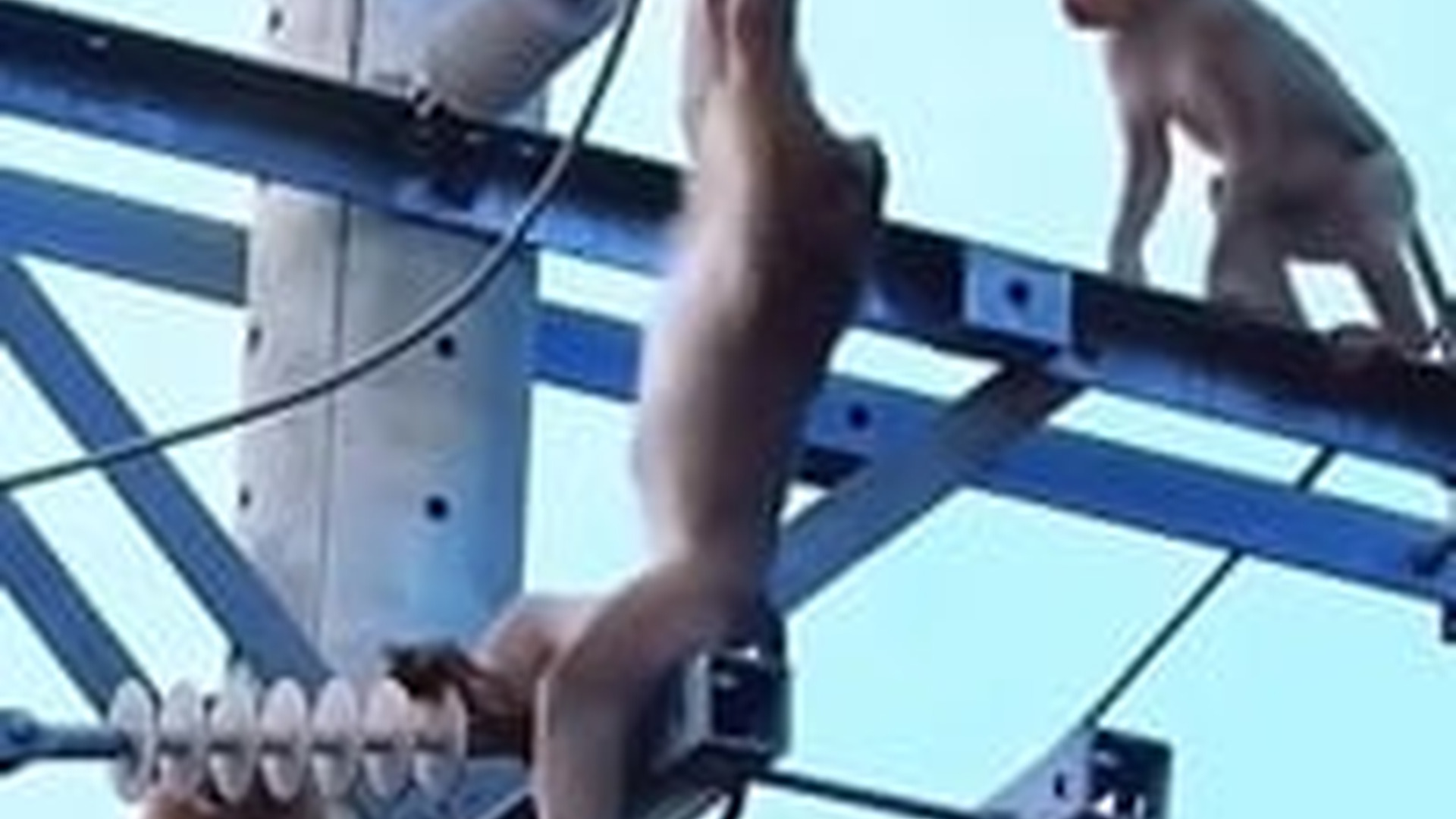 N0704065_Sudden Flash Followed By A Terrified Scream Revealed A Life In Immediate Danger #animalrescue #saveanimals