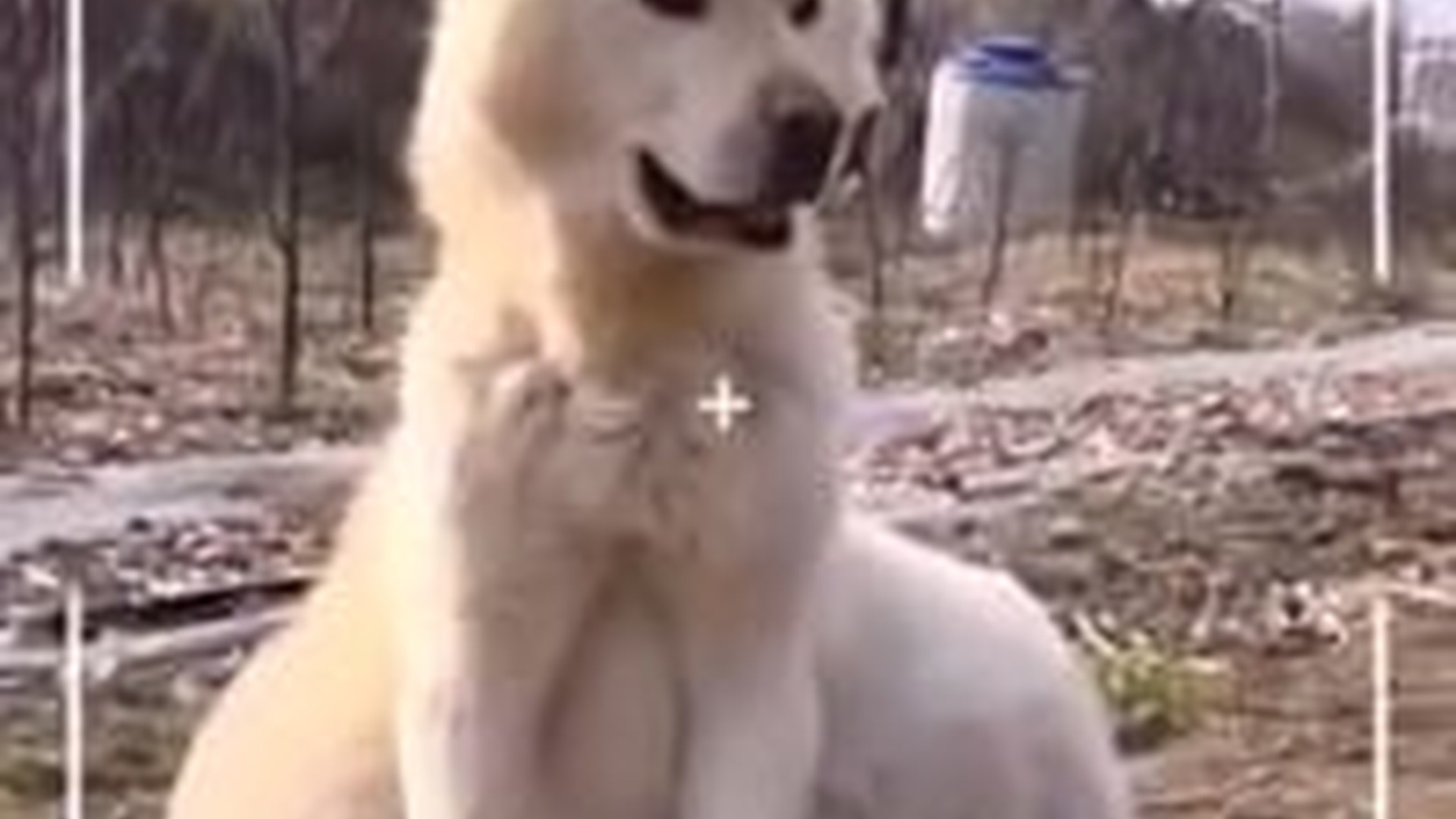 N0704070_Soft Sorrowful Whine Led Rescuers To A Hidden Animal Crying For Help Alone #animalrescue #saveanimals