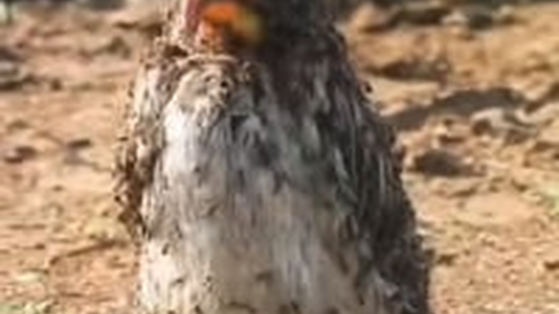 N0704073_Tiny Heart Wrenching Sound Suddenly Stopped Me And Revealed A Life In Danger #animalrescue #saveanimals