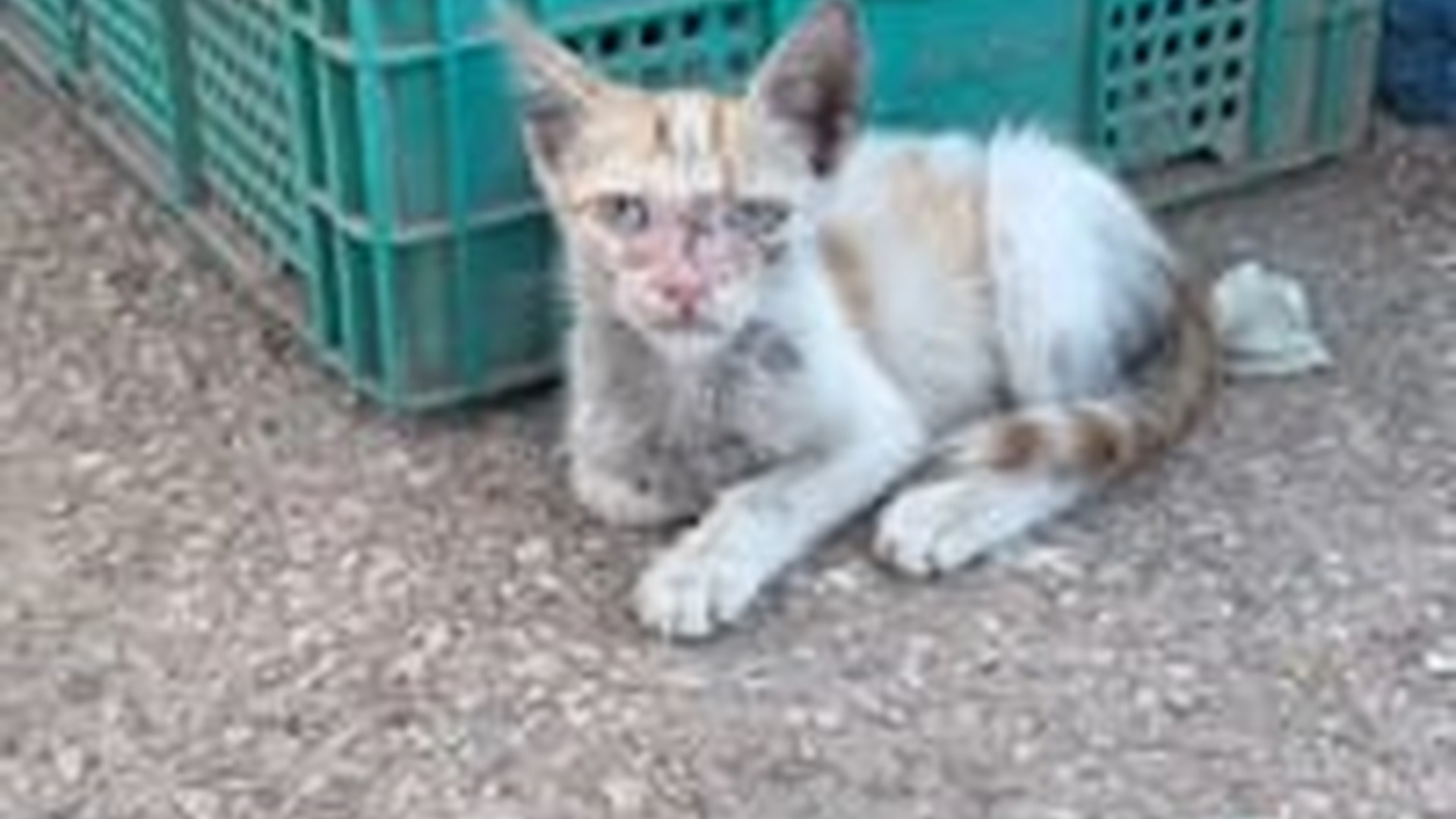 N0704077_After Surviving Terrible Hardship The Rescued Animal Became Stronger Than Ever #animalrescue #saveanimals