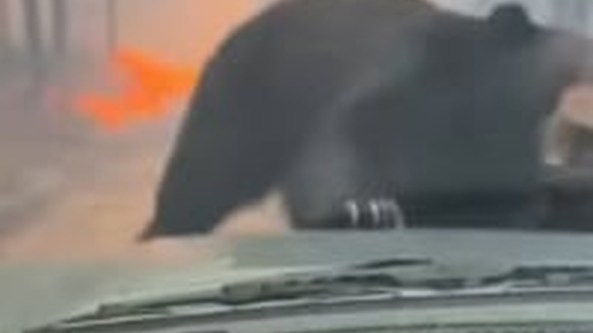 N0704080_This wounded dog could not stand anymore his eyes full of silent suffering #dogrescue #helpanimals