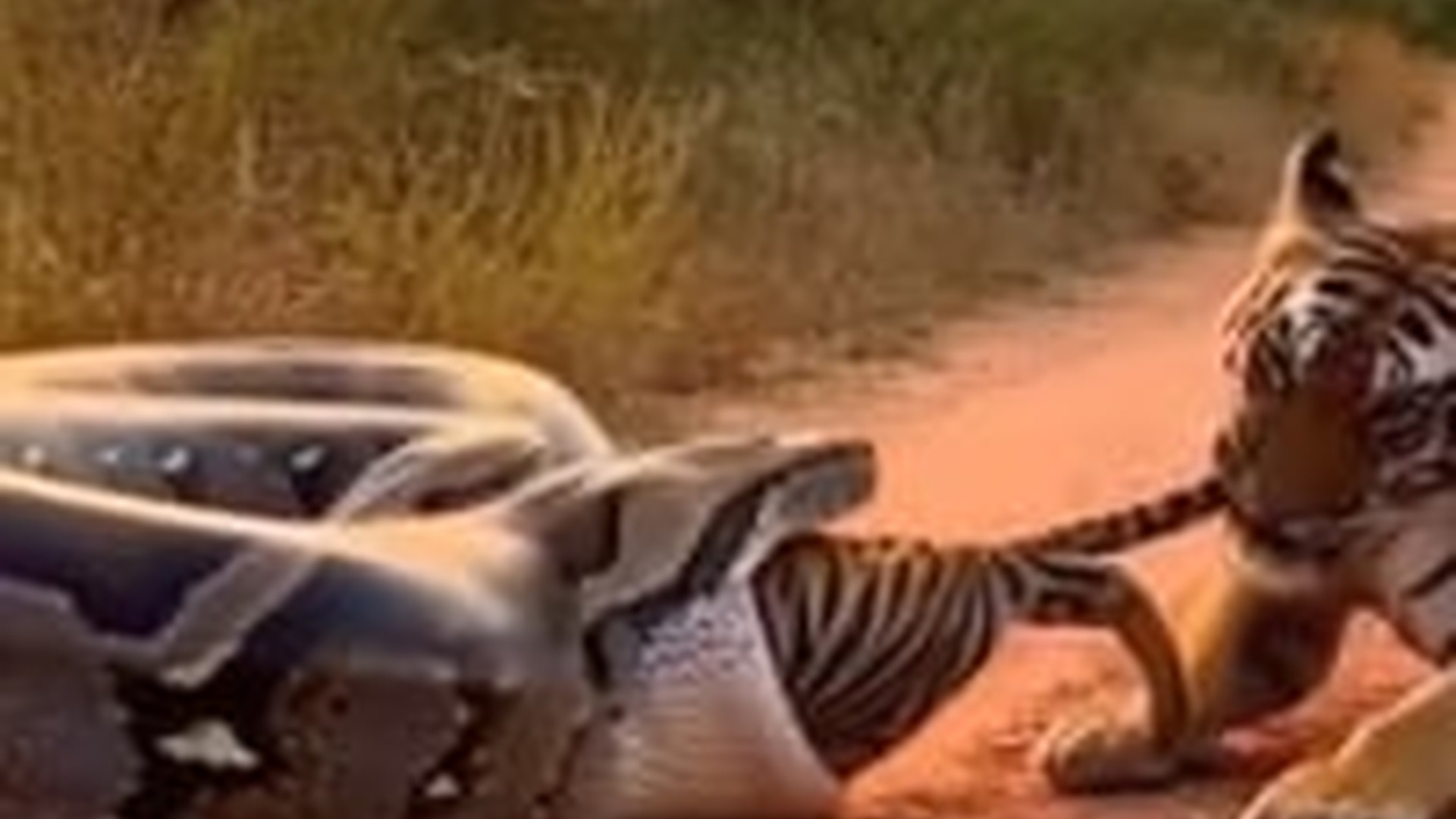 N0704086_A Helpless Animal Faced Danger Alone Until Unexpected Help Finally Appeared #animalrescue #saveanimals