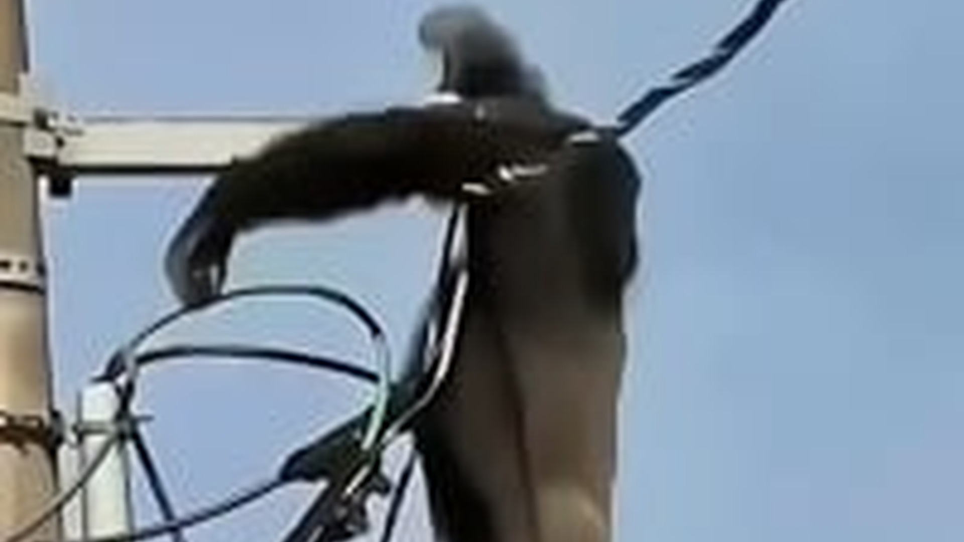 N0704087_One Wrong Move Could End Everything As The Helpless Animal Faced A Deadly Situation #animalrescue #wildlife