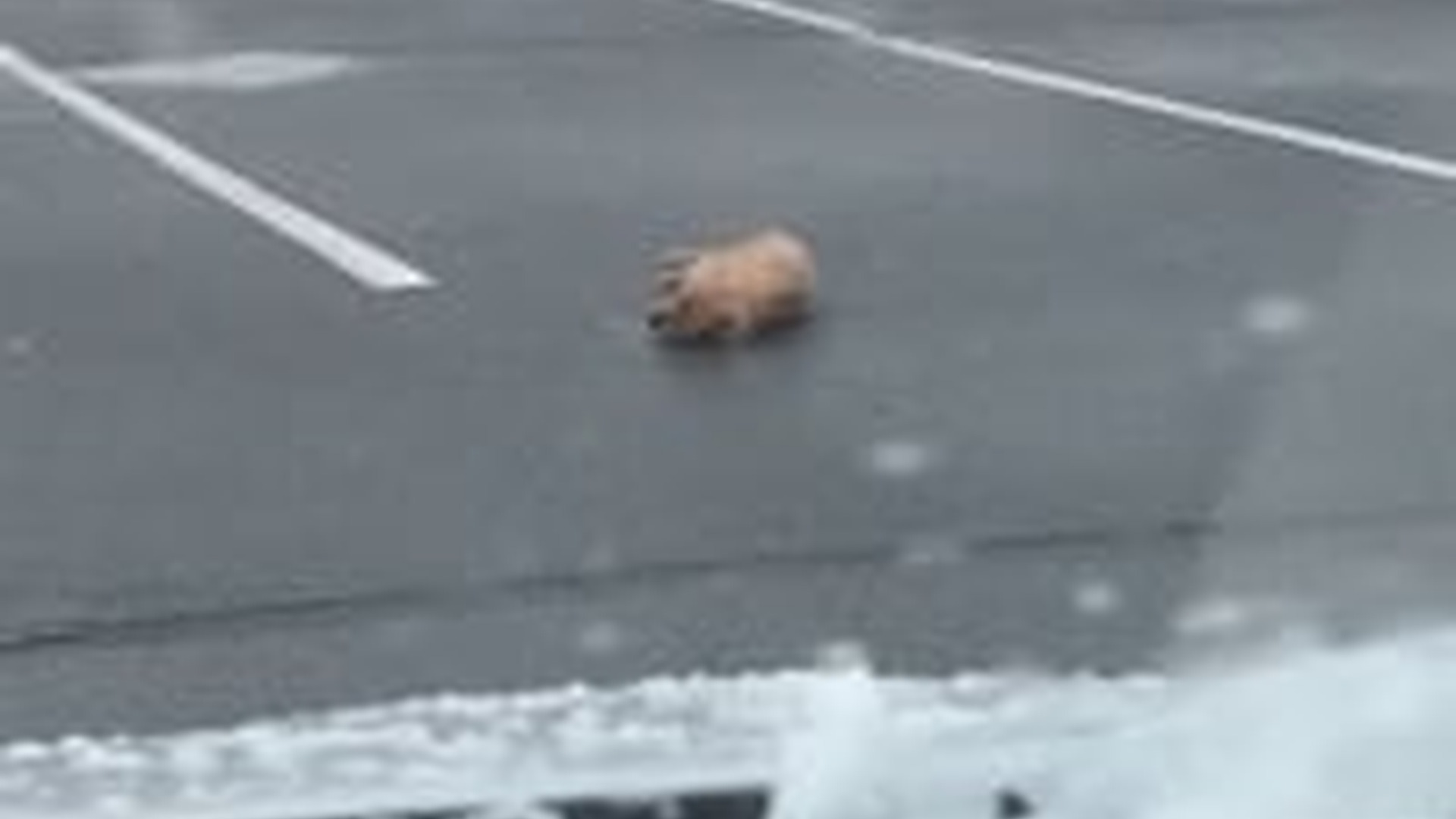 N0704093_This Emotional Rescue Moment Nearly Brought Everyone Watching To Tears #animalrescue #rescuedanimal