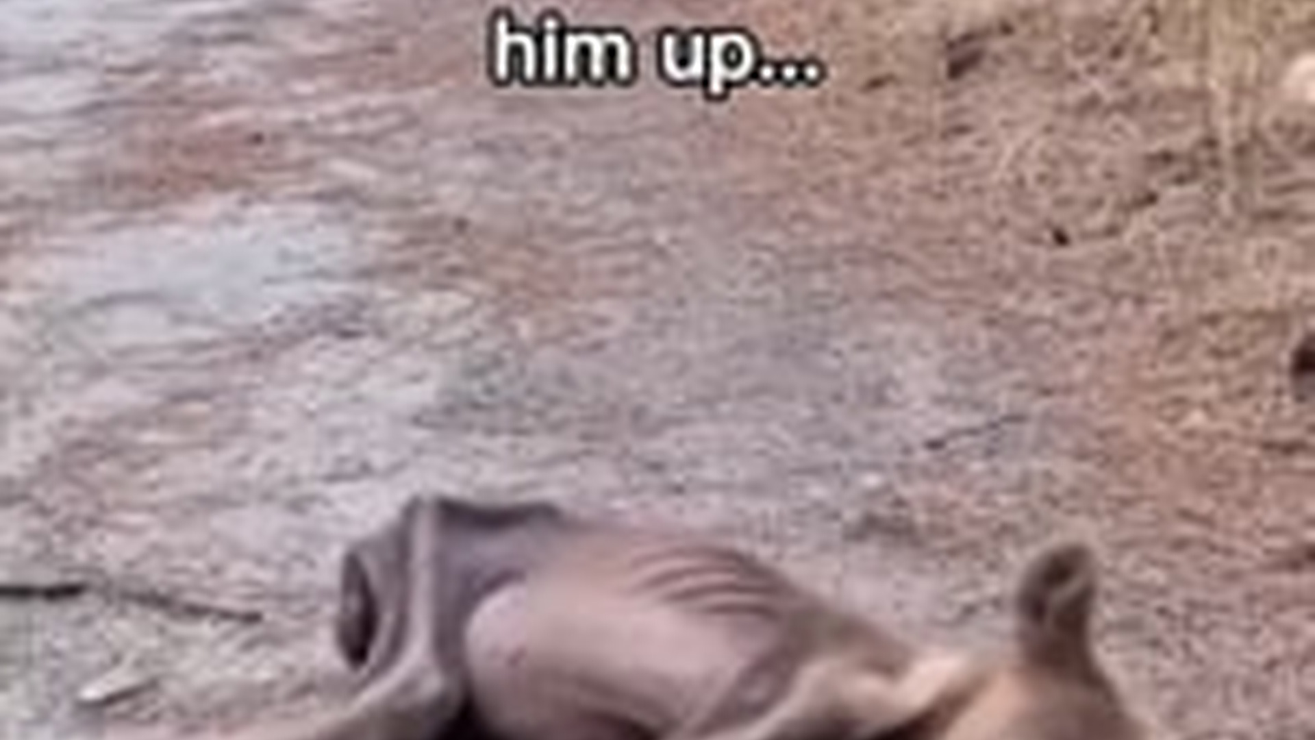 N0704095_After Everything He Went Through The Rescued Animal Finally Found A Safe Home #animalrescue #rescuedog