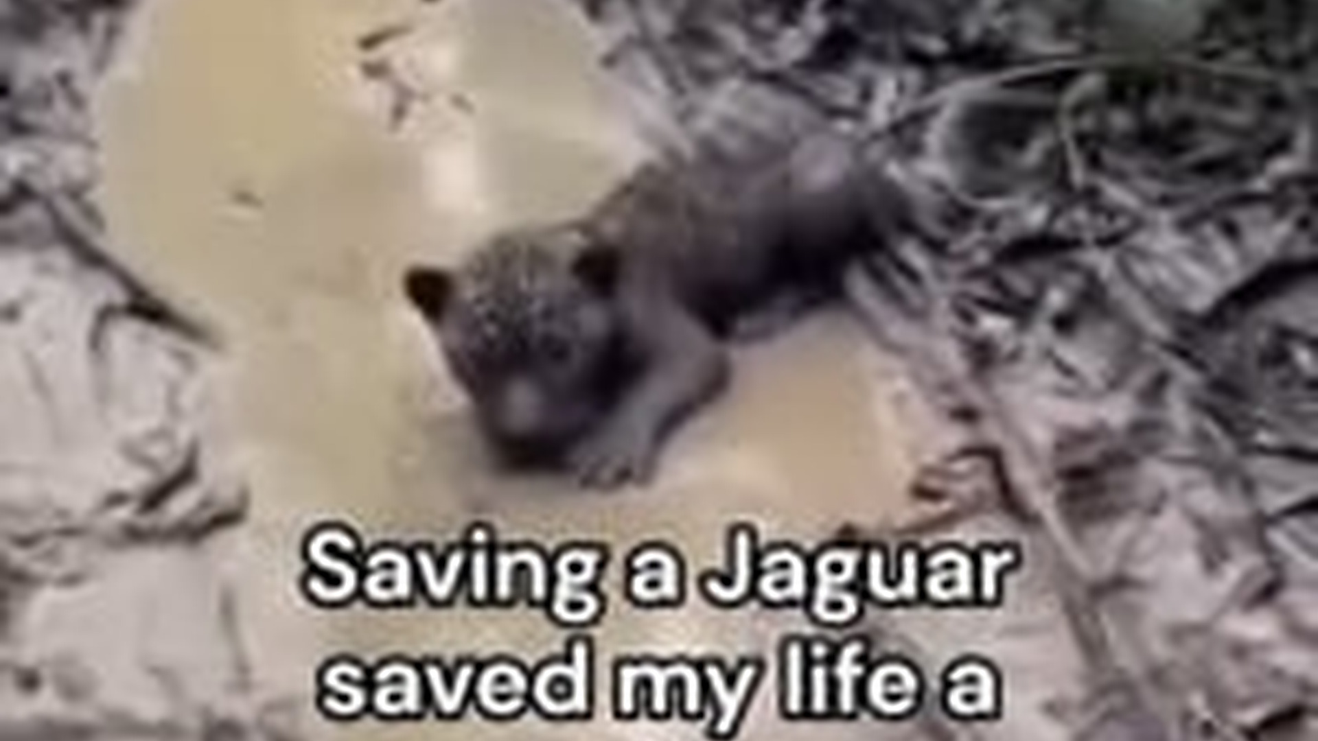 N0704097_No One Expected This Emotional Animal Rescue Moment That Changed Everything #animalrescue #saveanimals