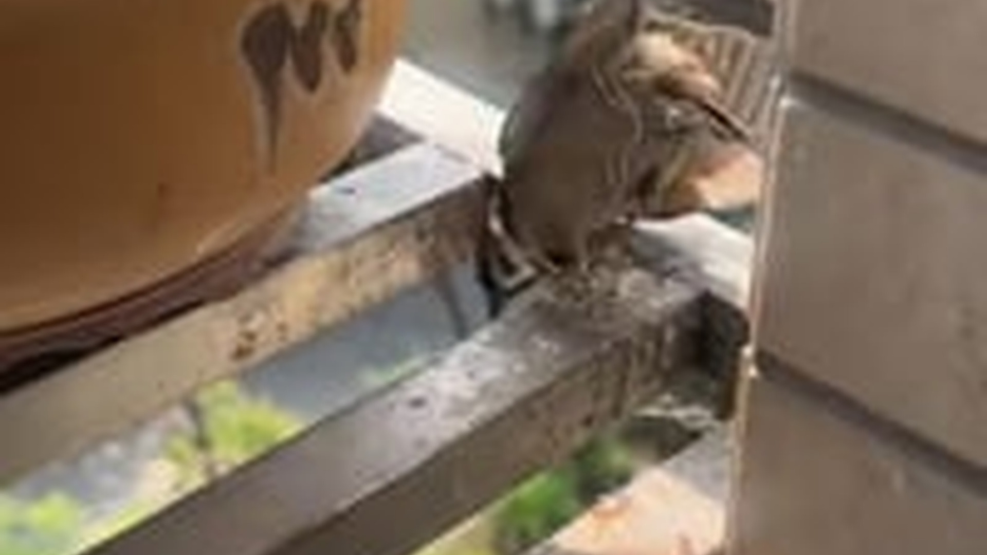 N1004011_A sparrow trapped in thread struggled in panic before being freed