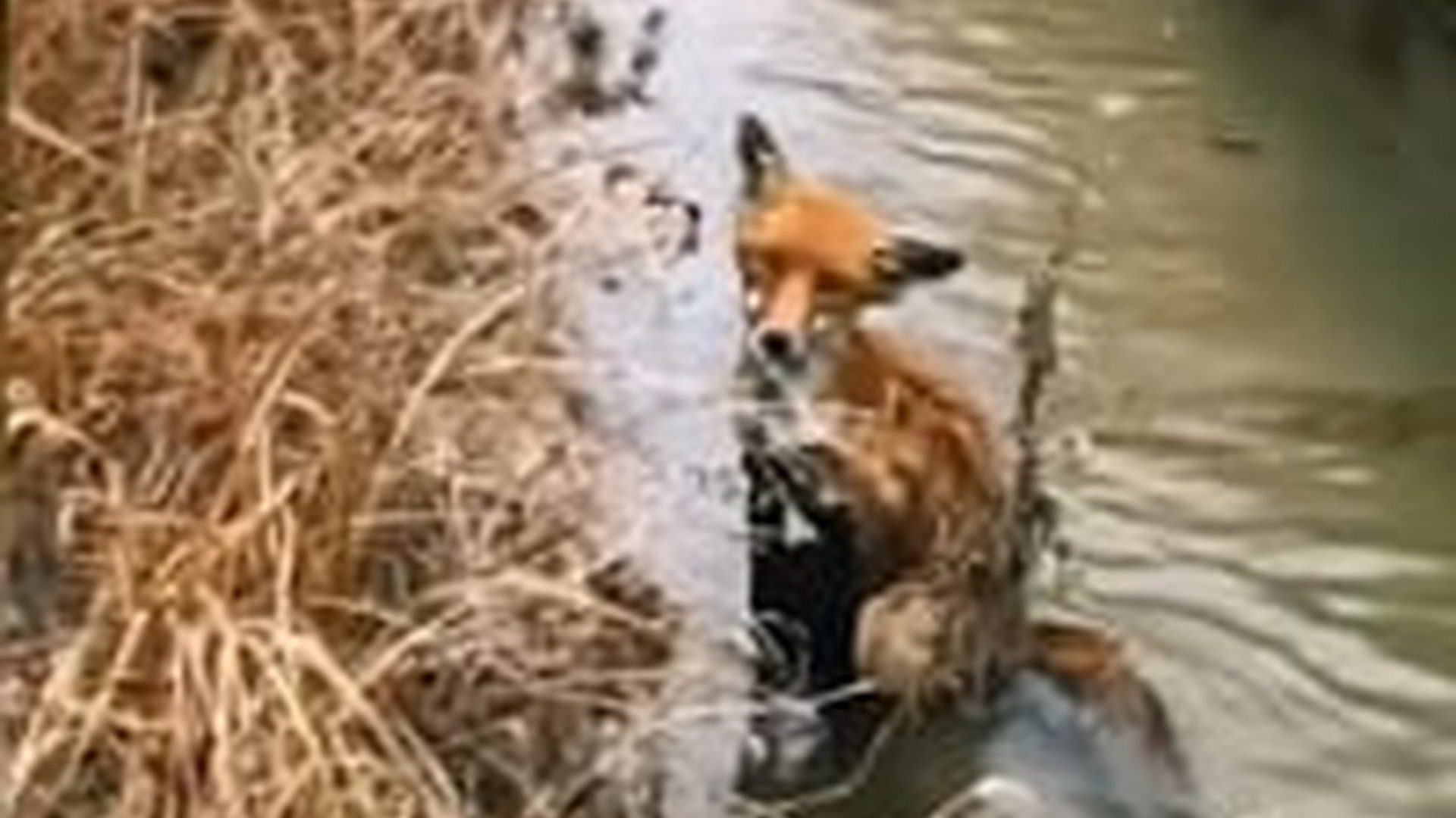 N1004012_A fox fell into water and struggled in fear until rescued