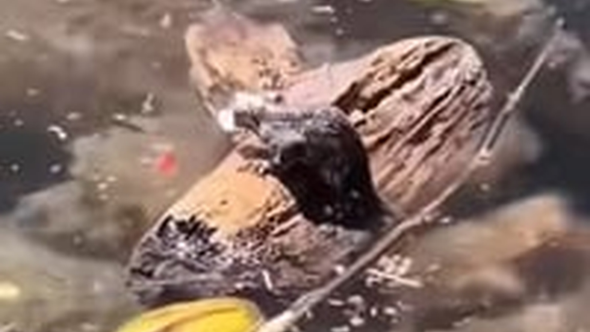 N1004014_A baby possum fell into water and fought every second to survive