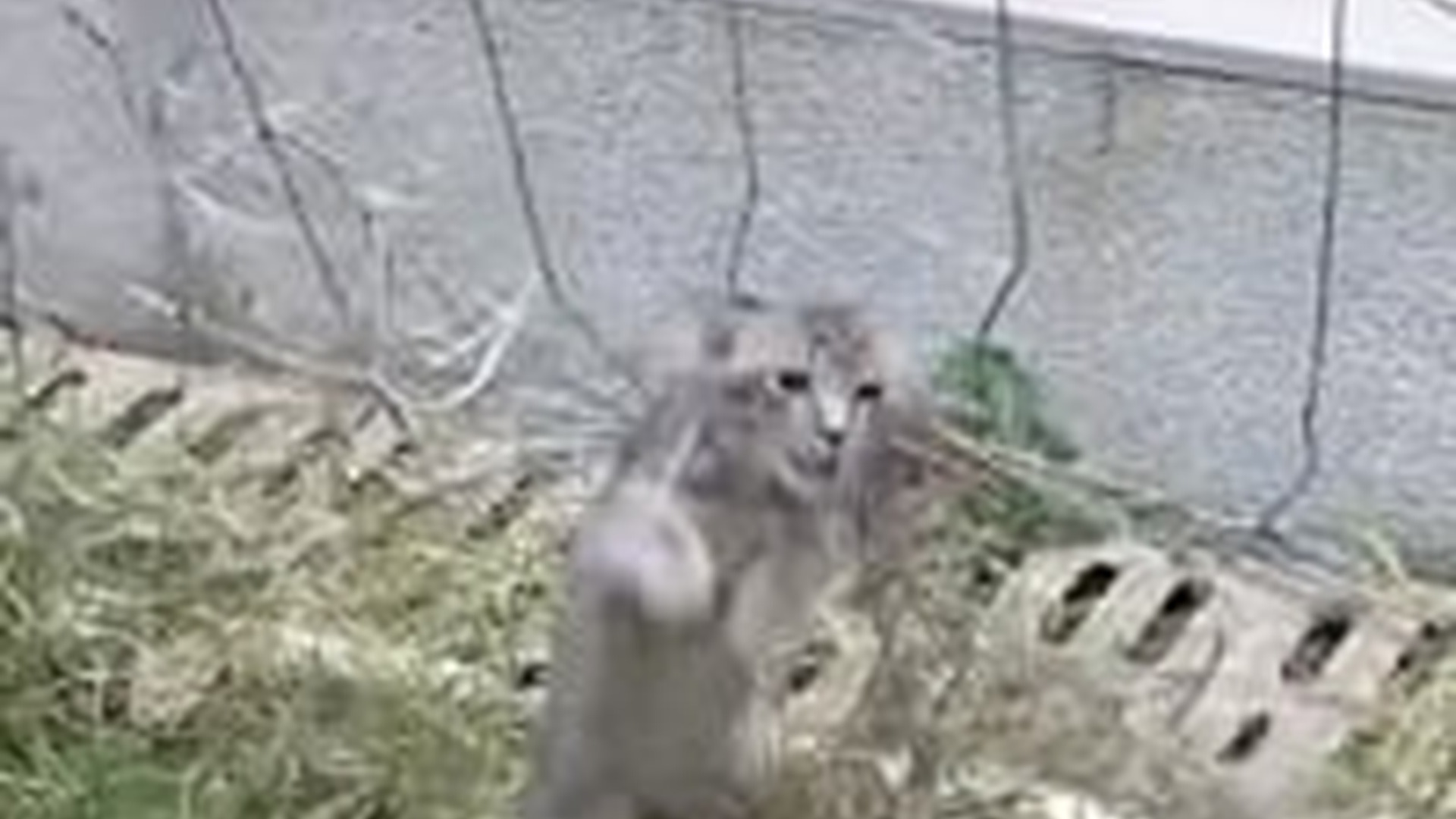 N1004023_A kitten tangled in a net cried desperately until help arrived