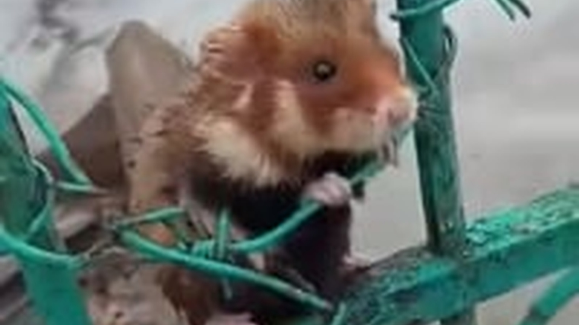 N1004024_A hamster nearly drowned in rising floodwaters until kind strangers stepped in