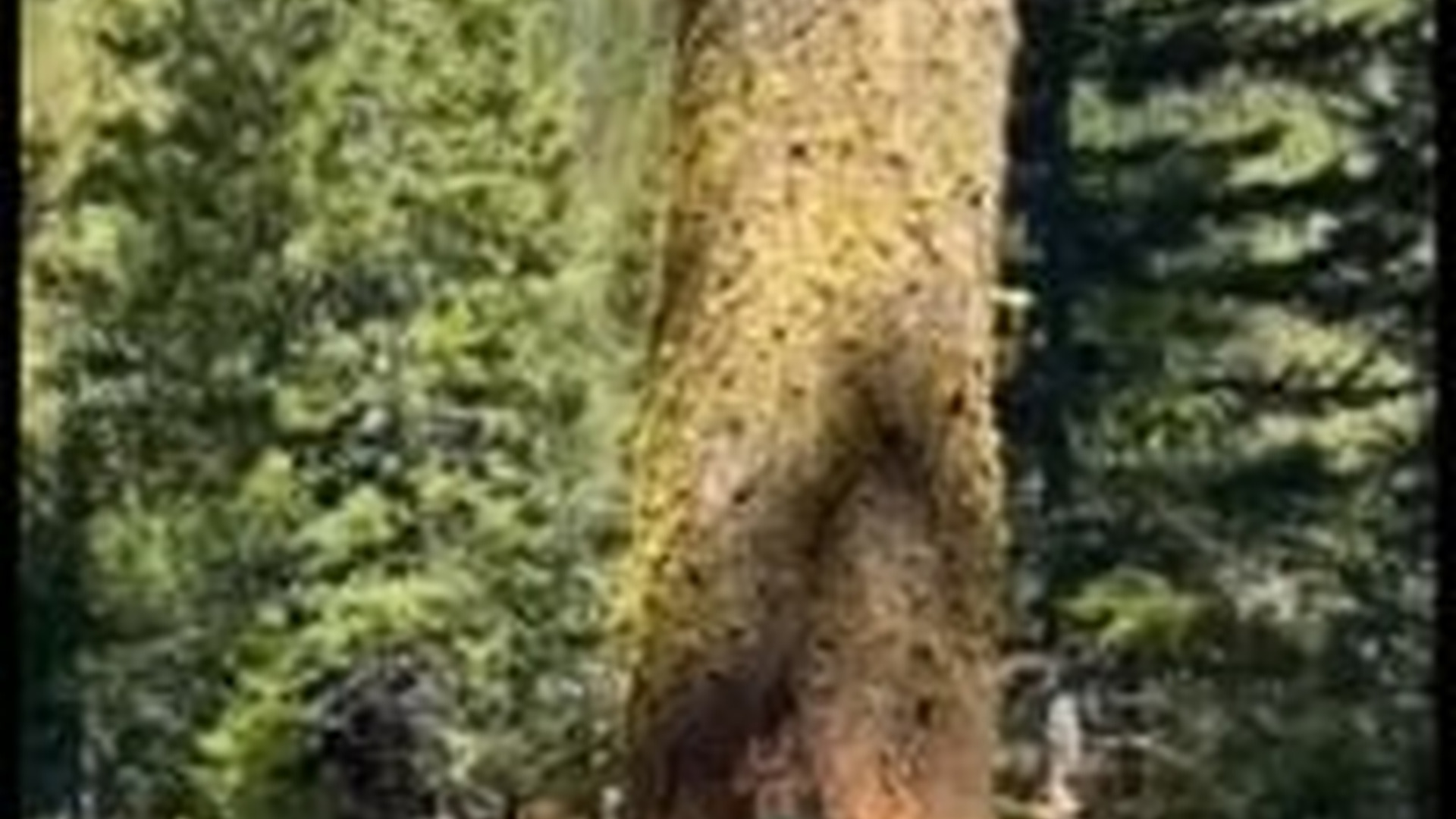 N1004031_A brown bear brutally attacked by hunting dogs fighting desperately to survive #animalrescue #wildlife