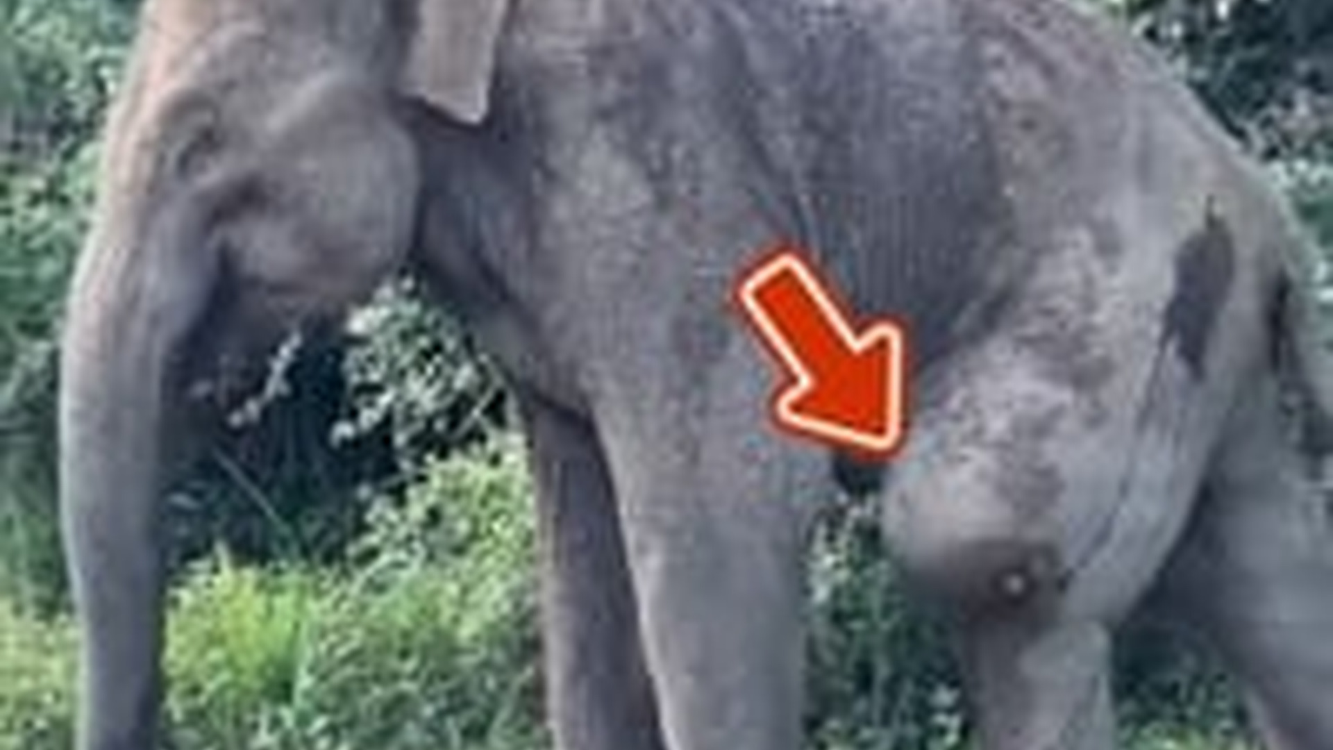 N1004034_An elephant cries out in desperation as if begging for someone to save its life #animalrescue #saveanimals