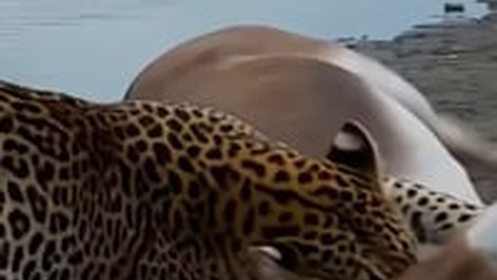 N1004038_A giraffe bravely fought back to save its friend from a deadly lion attack