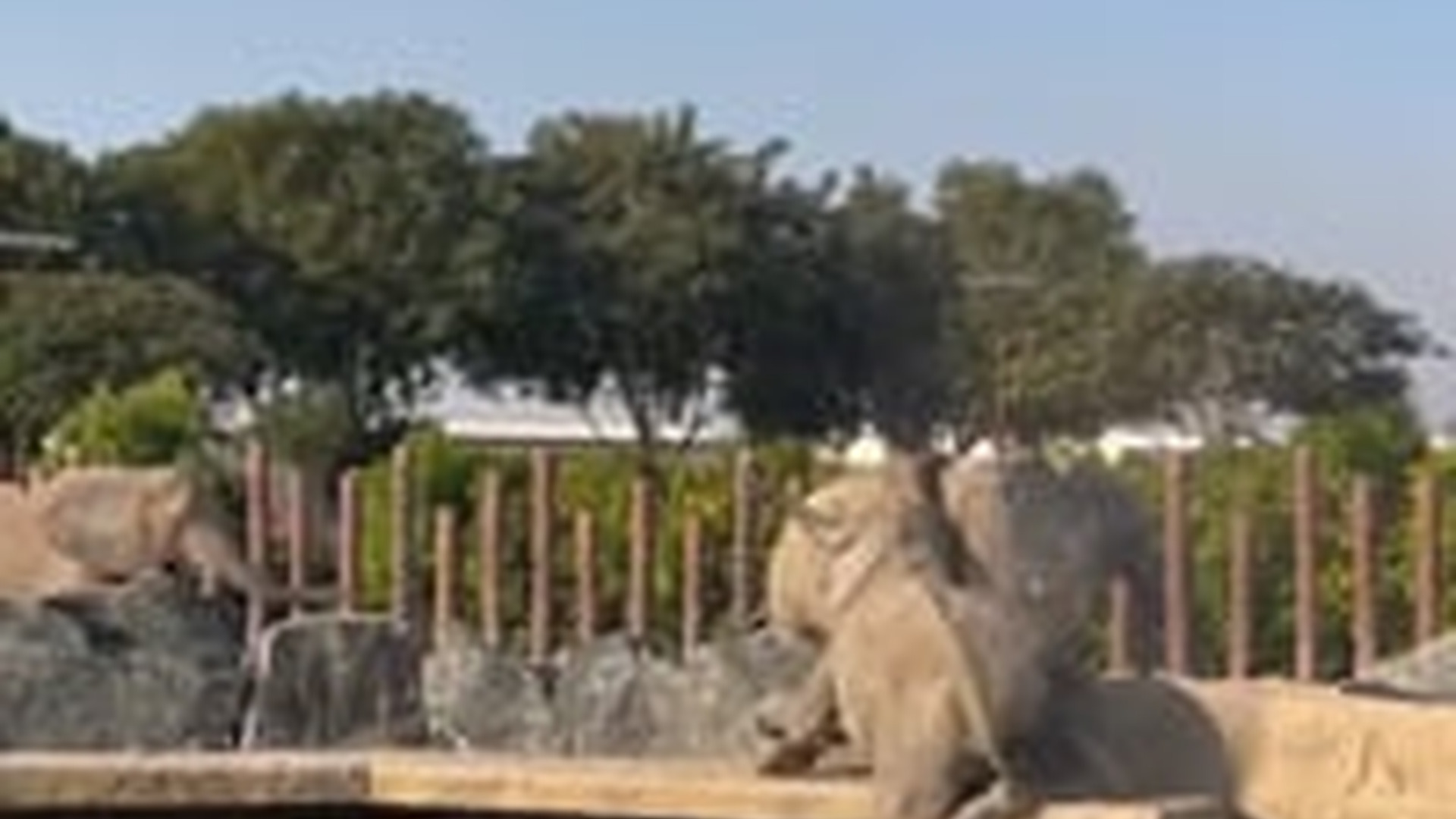 N1004039_A helpless elephant fell into deep water and struggled desperately to stay afloat until rescue arrived #animalrescue #s