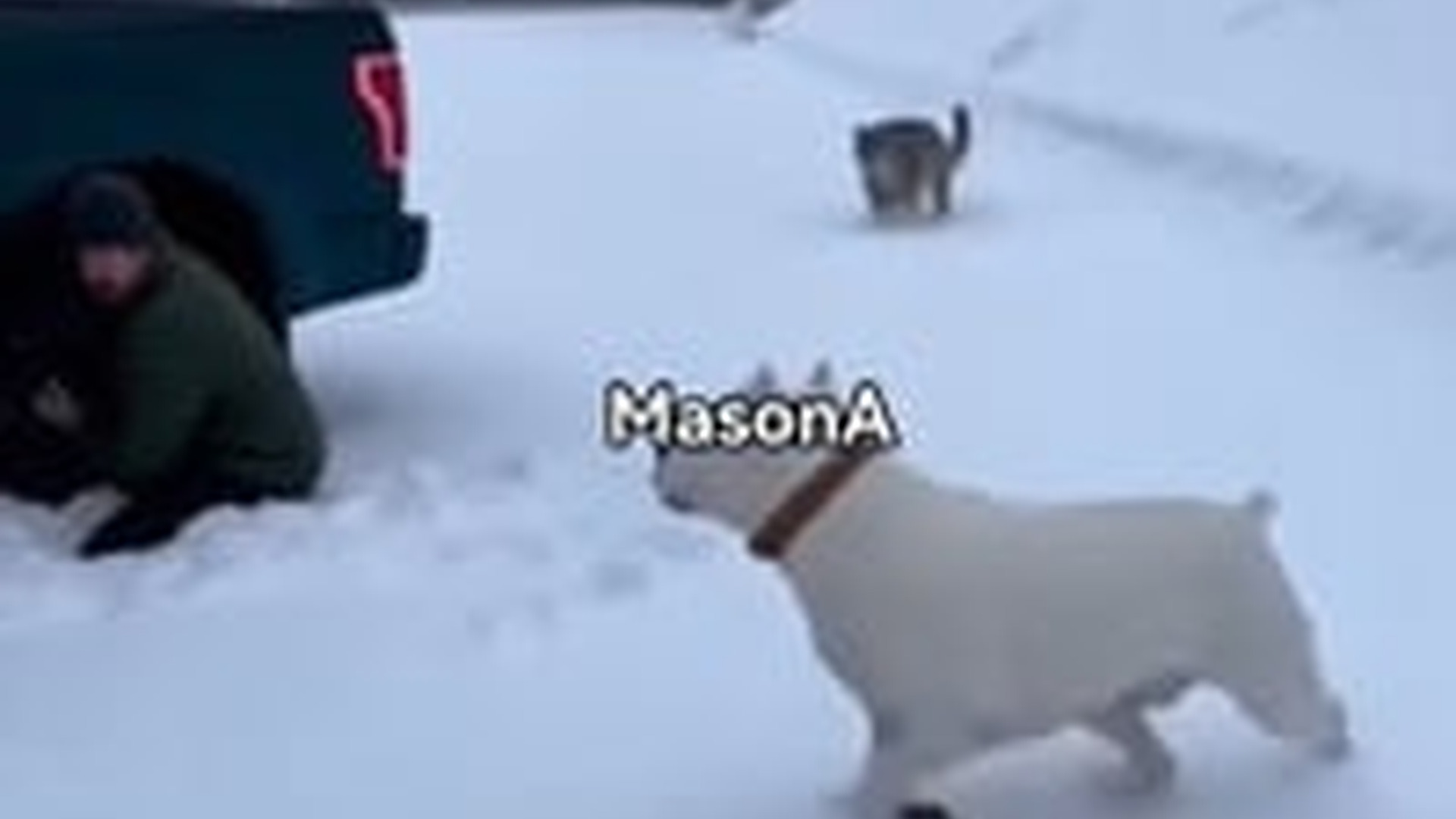 N1004048_A loyal dog risked its life to protect its owner from a dangerous leopard attack