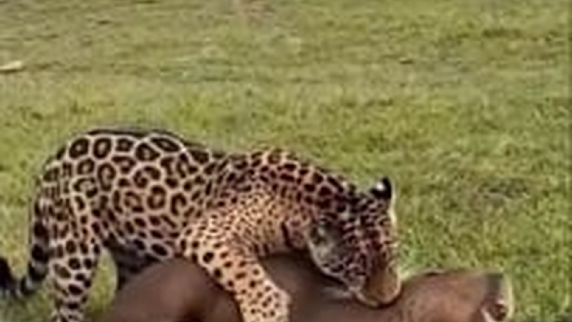 N1004049_A life in danger unfolded in a moment no one expected