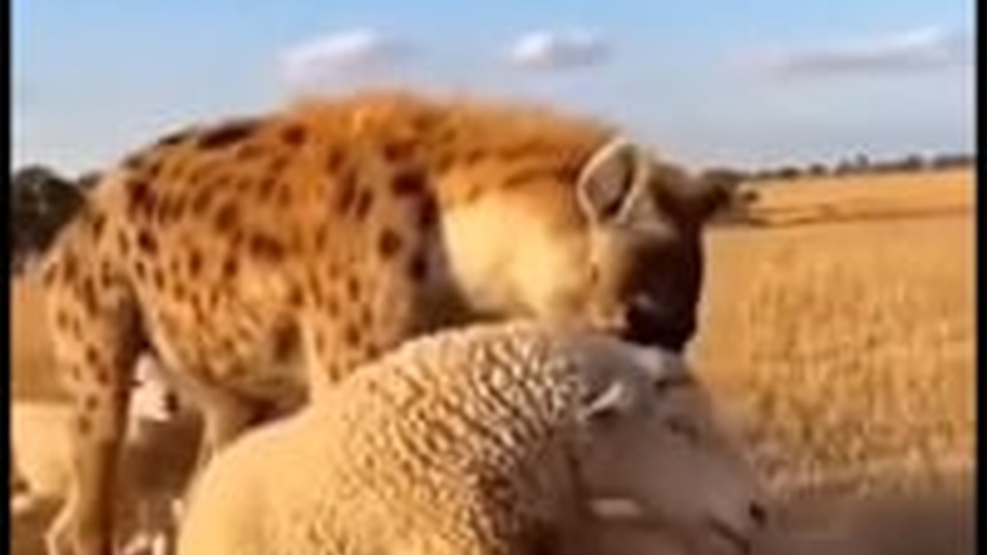 N1004050_A suffering animal endured unbearable pain in silence hoping someone would finally notice