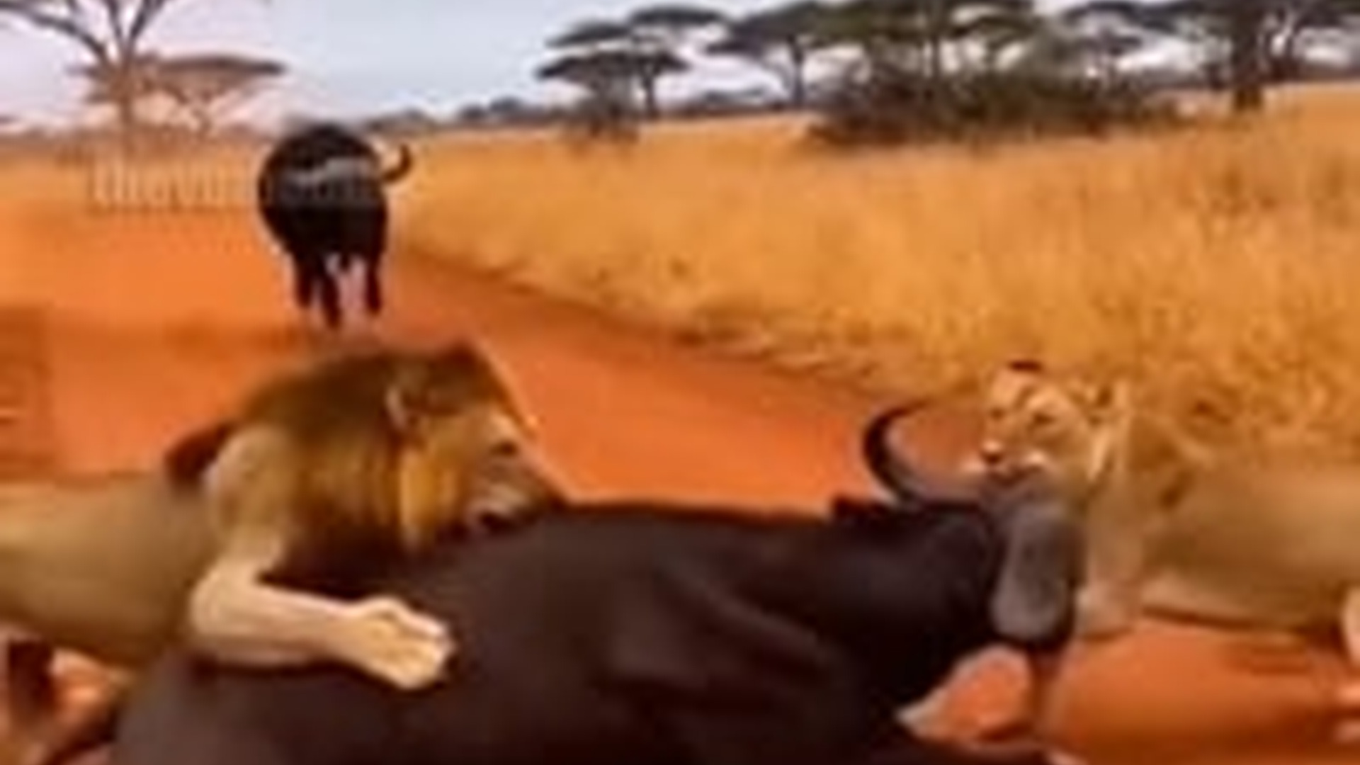 N1004051_A buffalo fearlessly stood against lions to save its friend from certain death