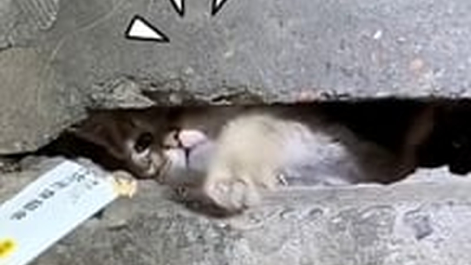 N1004052_A tiny kitten trapped deep below cried desperately for rescue before it was too late