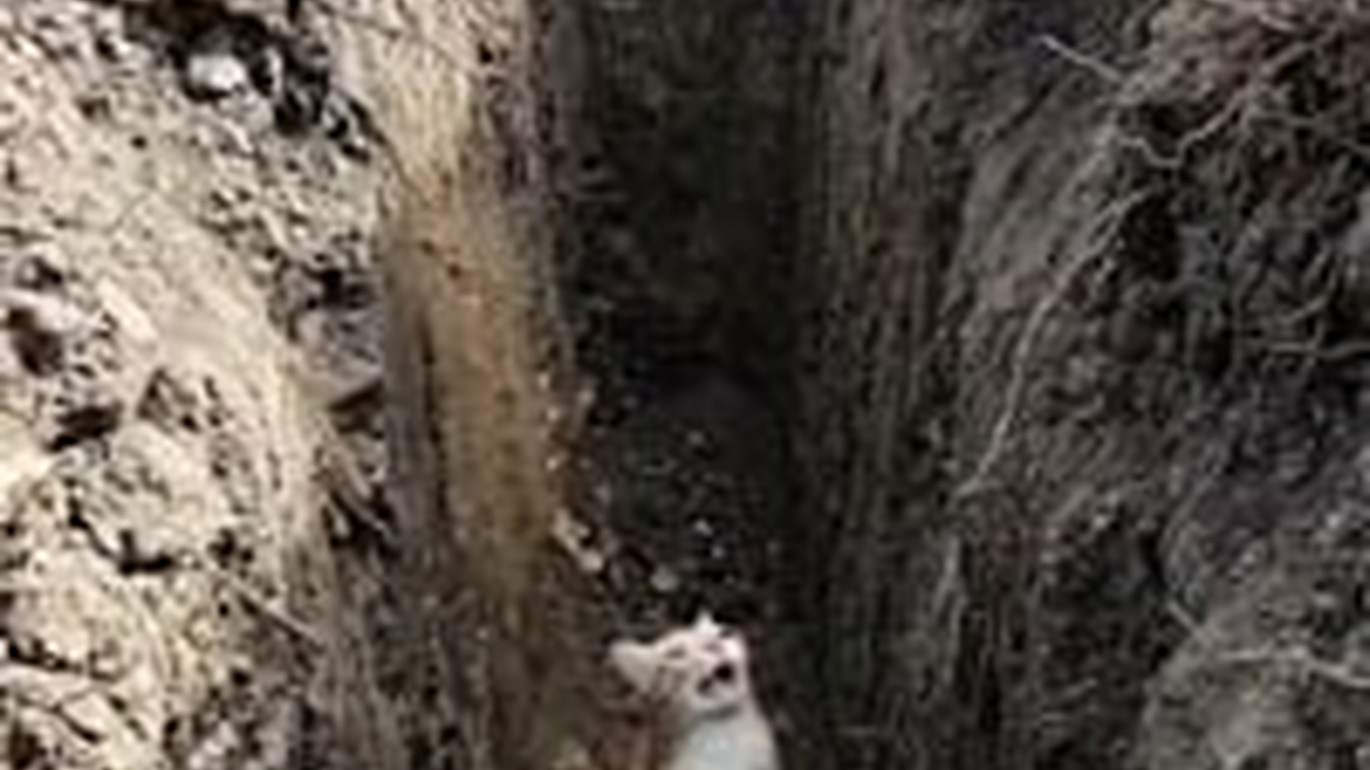 N1004054_An unbelievable rescue saved a helpless life from the edge of death