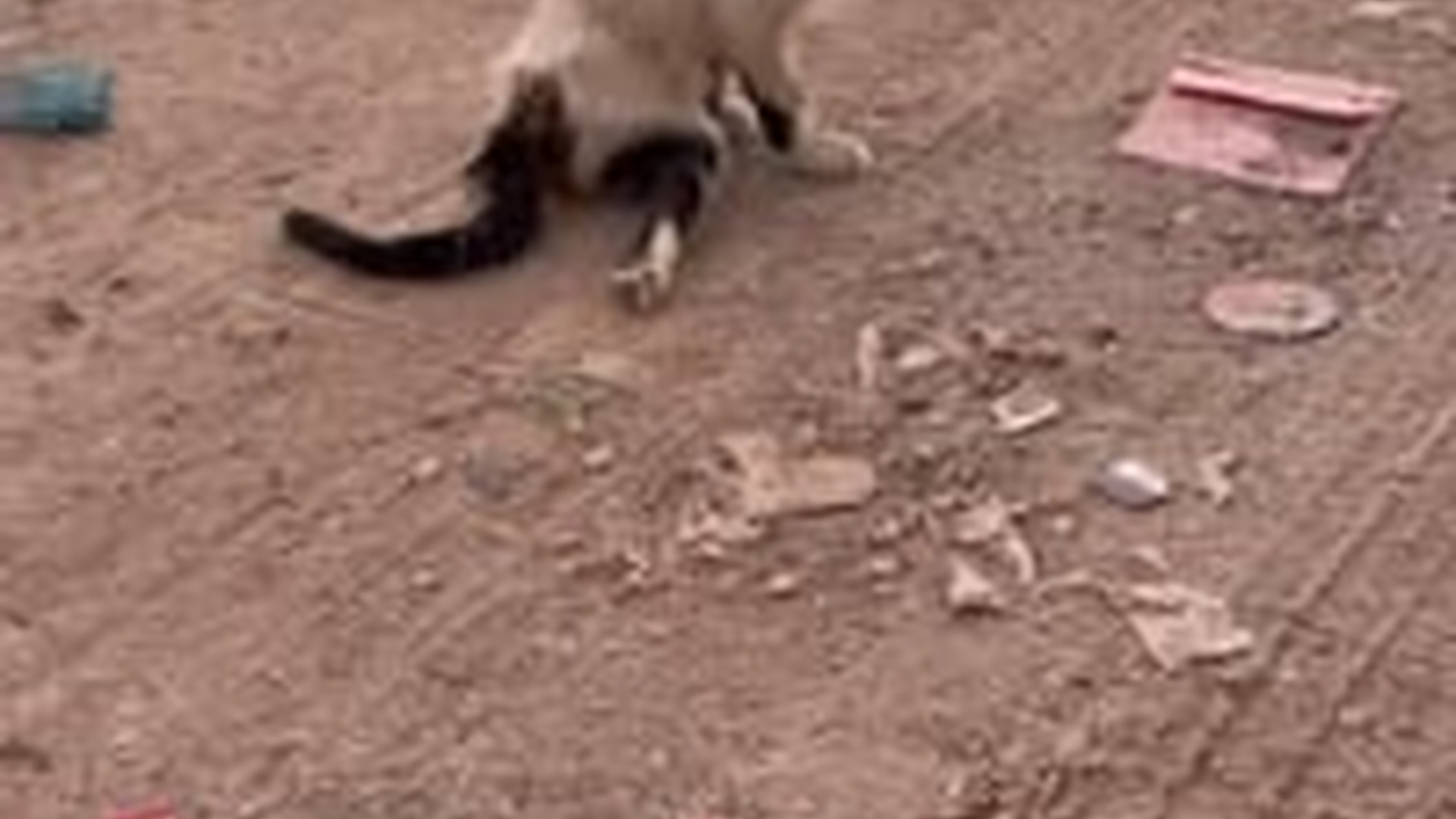 N1004060_Many kittens waited desperately hoping to be adopted