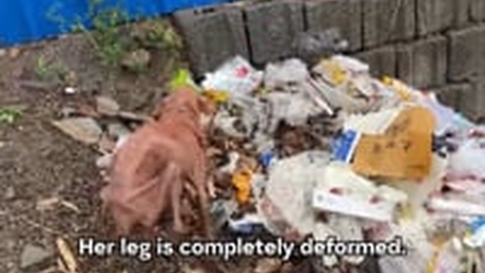 N1004071_An emaciated stray dog wet and starving struggled to survive