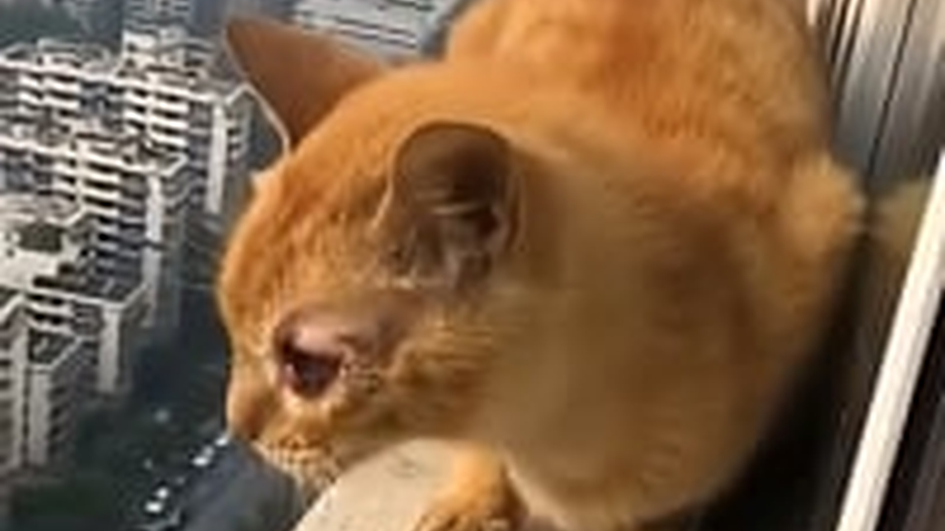 N1004088_A stray cat rescued from a window ledge just before falling