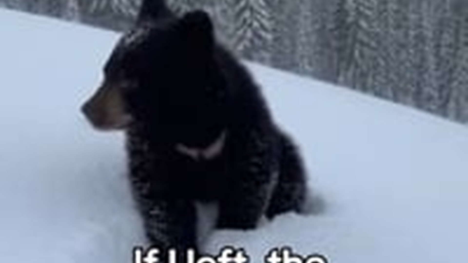 N1004090_A special reunion proved that rescued animals never forget