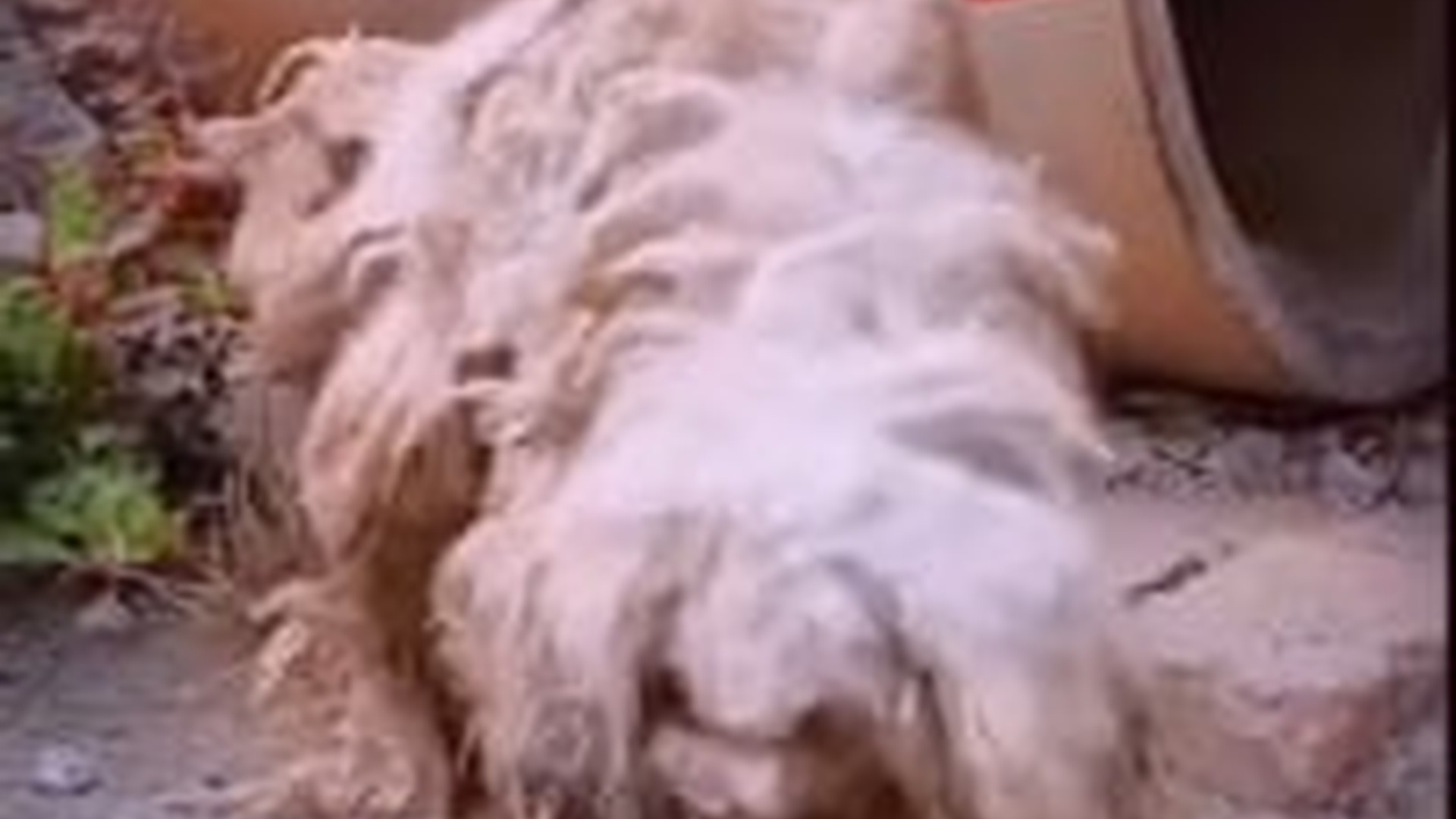 N1004092_One dog saved a soul in a miracle rescue that changed everything