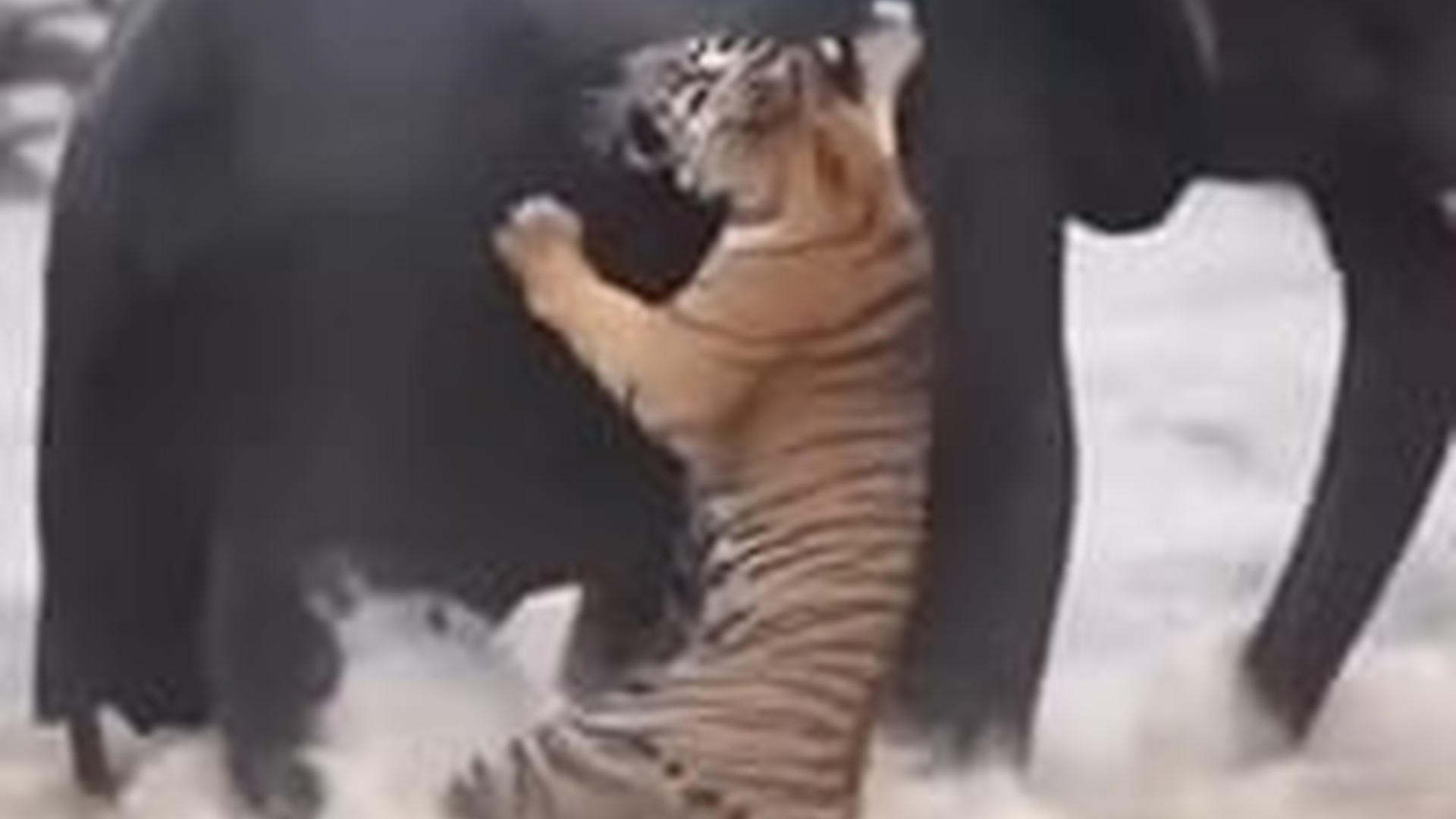 N1004093_When strength turned into compassion a powerful animal chose to save a fragile life