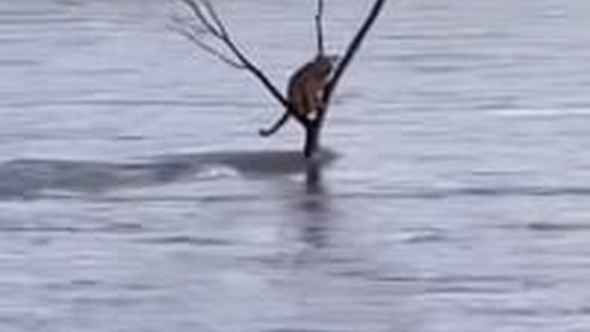 N1004095_An ordinary person became a hero after witnessing an animal in danger