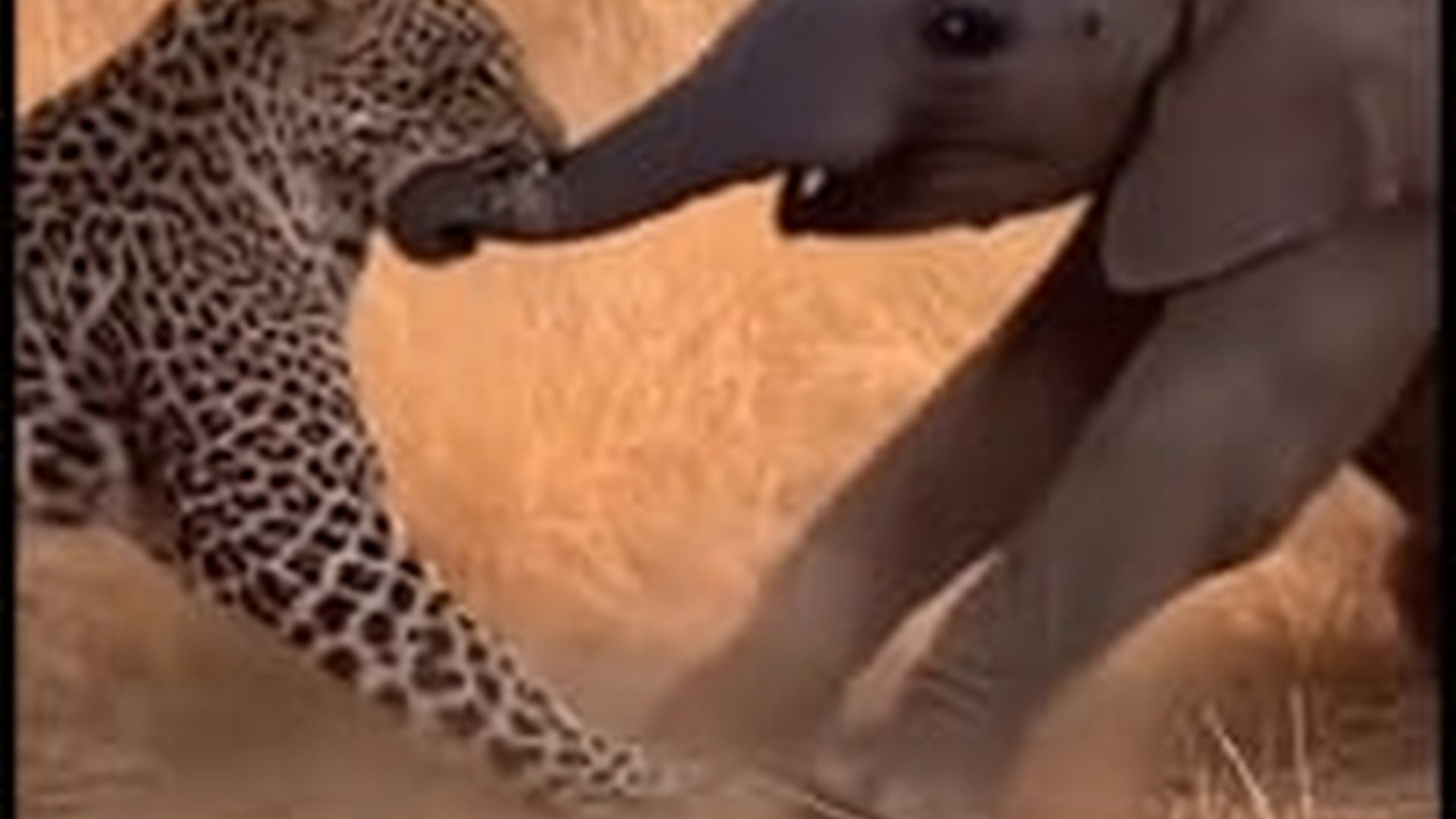 N1004097_A leopard attacked an elephant trunk in a dangerous encounter