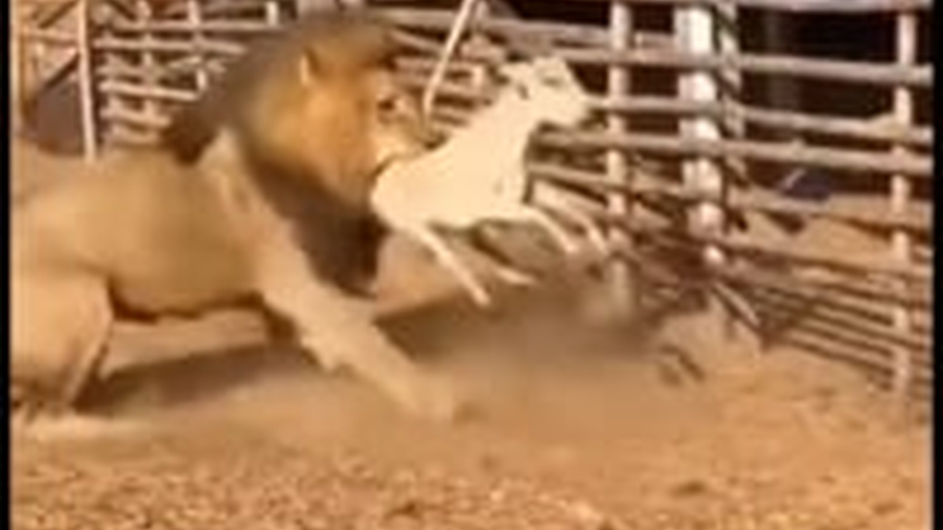 N1004098_The king of the jungle was defeated in a shocking battle