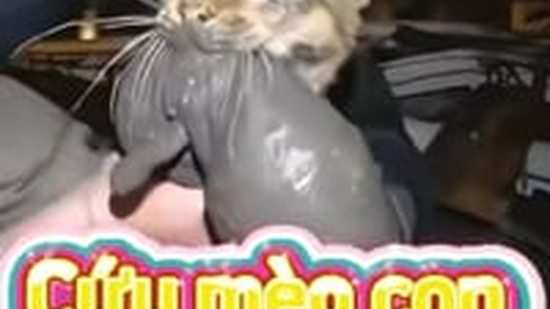 N1004139_A kitten in danger saved just before it was too late to survive #catrescue #helpanimals