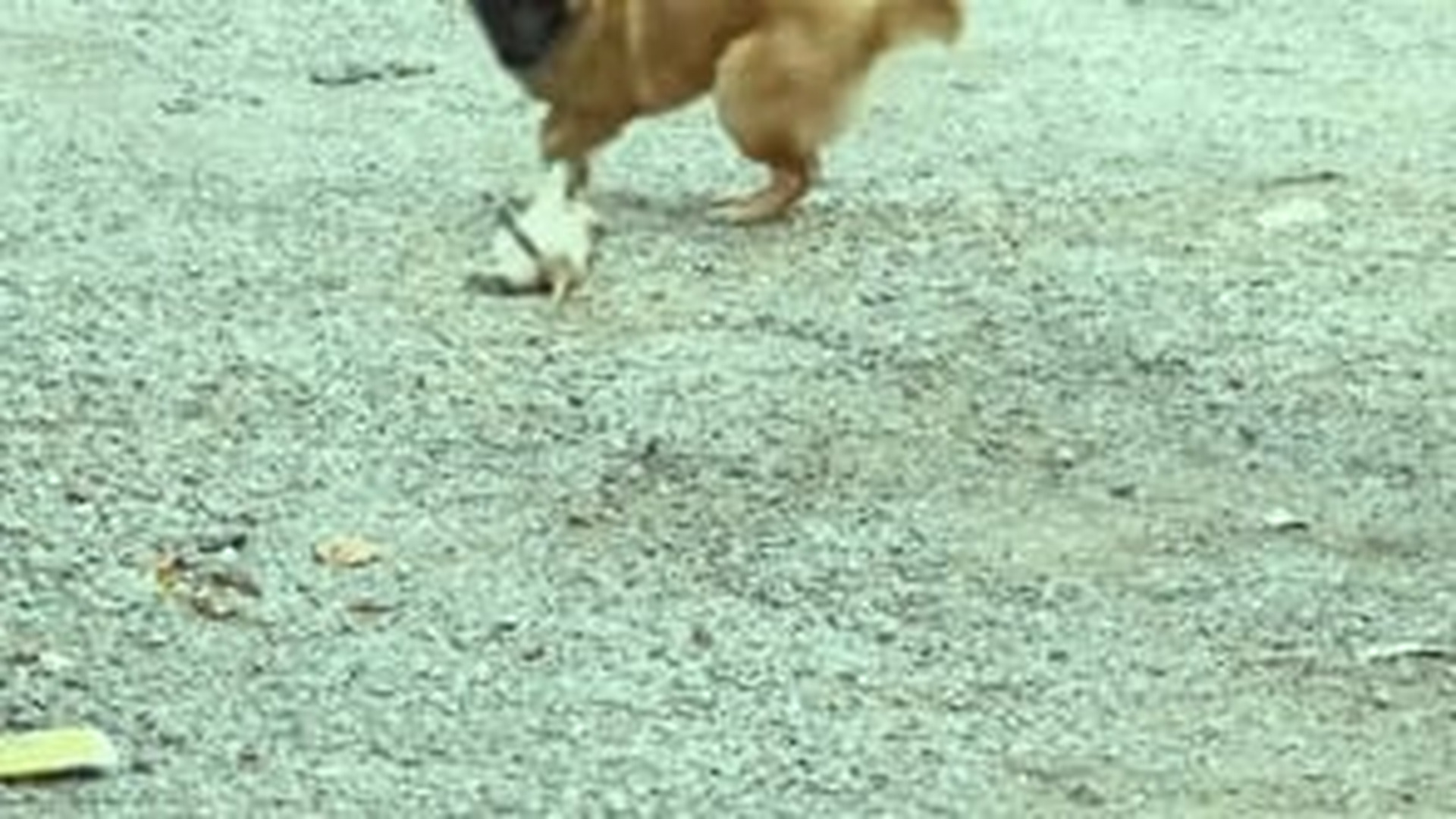 N1004142_A terrified cat attacked by a dog fighting desperately to survive #savecats #animalrescue