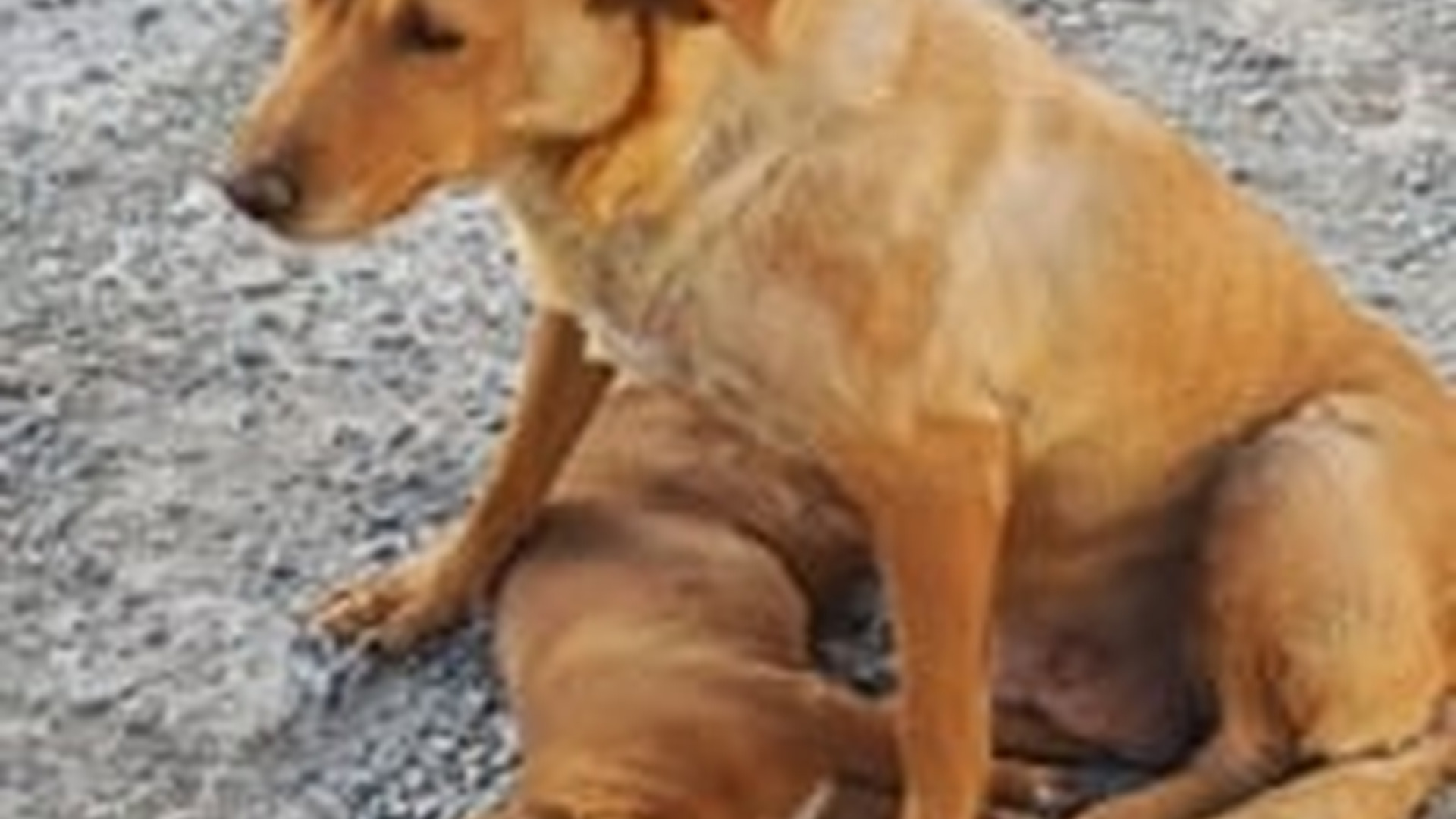 N1004145_A small dog risked everything in a dangerous situation