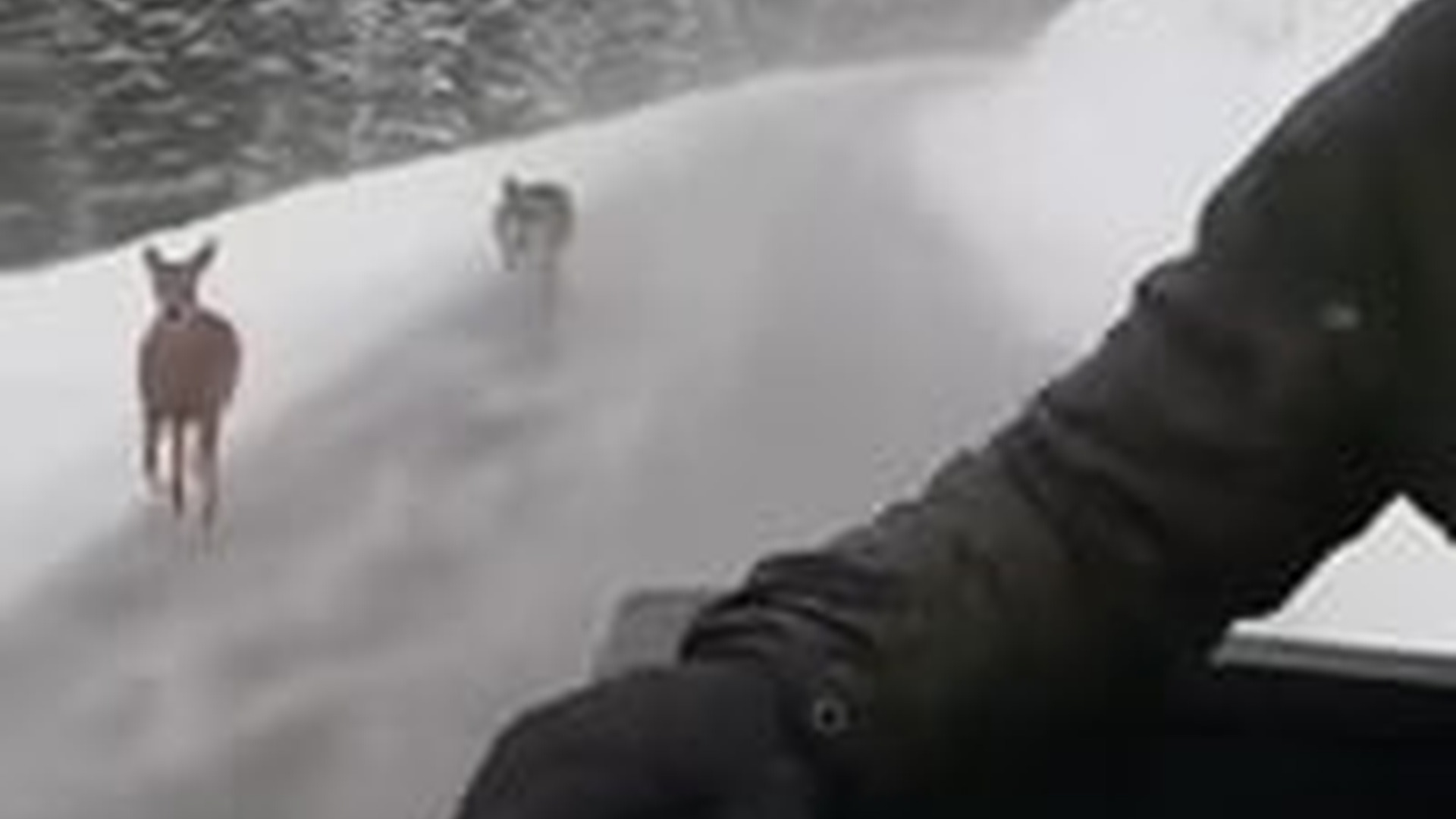 N1004150_A man risked everything to save animals in a dangerous moment