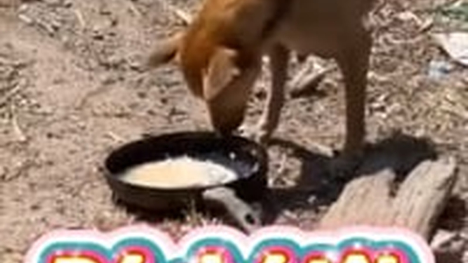 N1004120_A poor little puppy left to suffer alone with no one to protect its fragile life #dogrescue #saveanimals