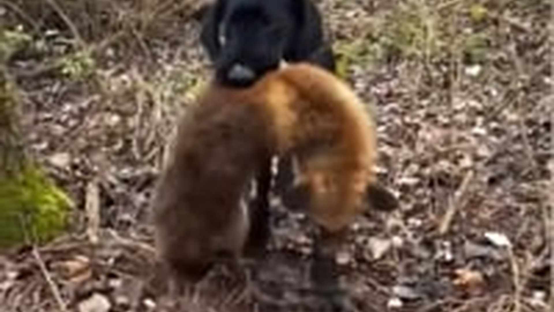 N1004168_In the woods my dog suddenly found a helpless animal struggling in silence #animalrescue #saveanimals