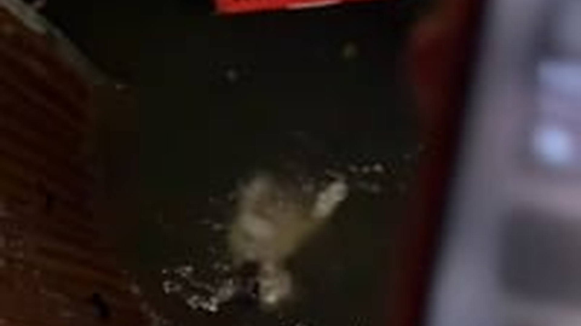 N1004204_A kitten struggled under water fighting every second not to drown