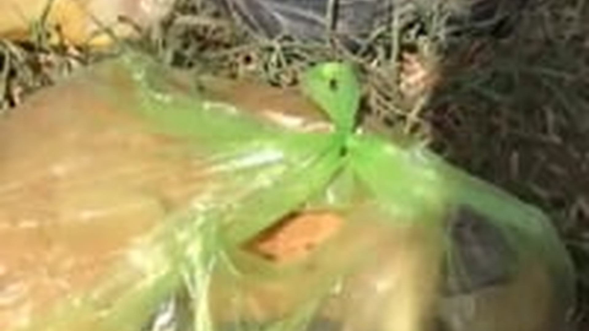 N1004205_A dog tied inside a garbage bag abandoned like it meant nothing #dogrescue #saveanimals