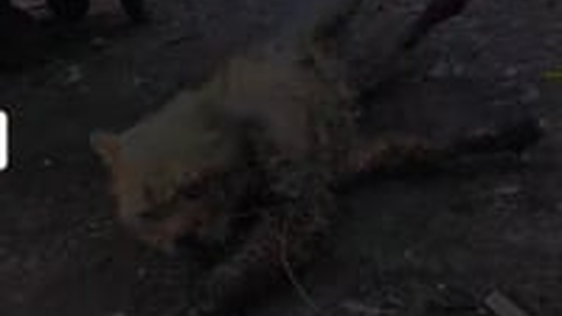 N1004206_A second cat rescue brought peace after painful moments