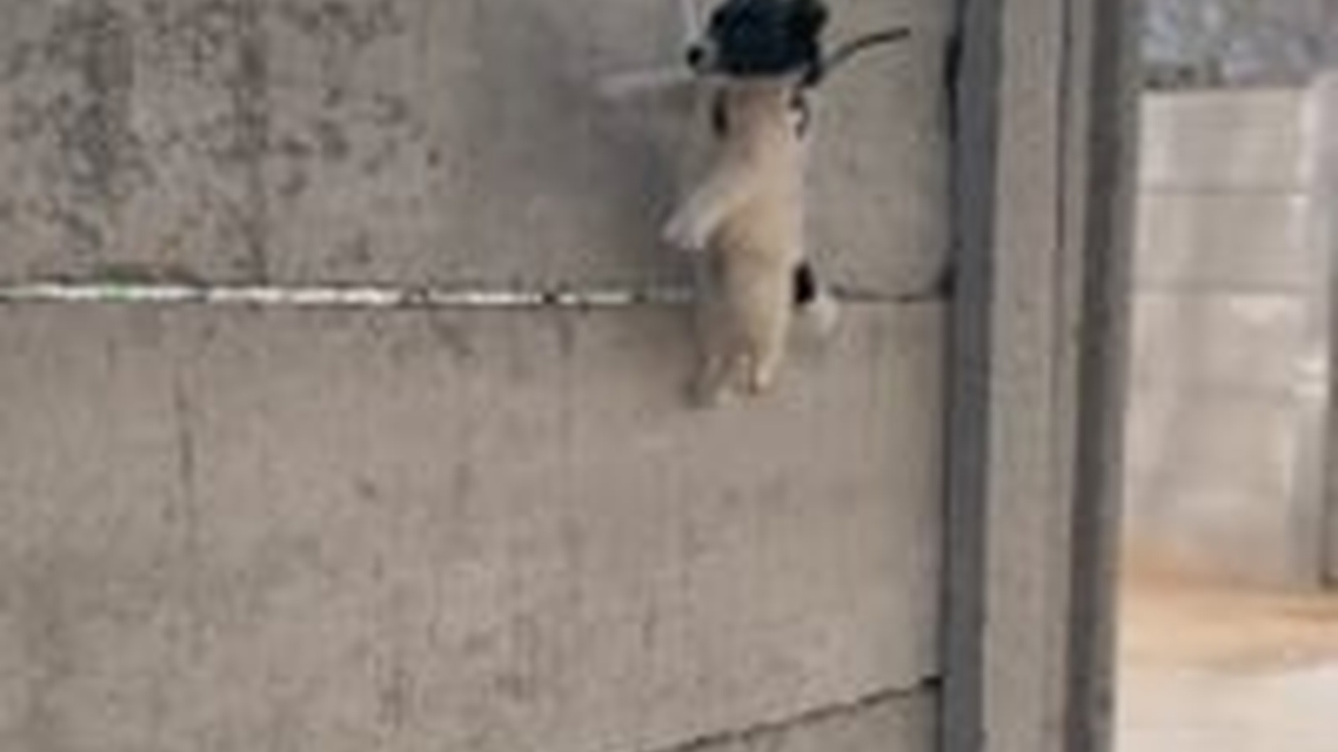 N1004207_A brave German Shepherd risks everything to save a life in a moment of danger #dogrescue #animalhero